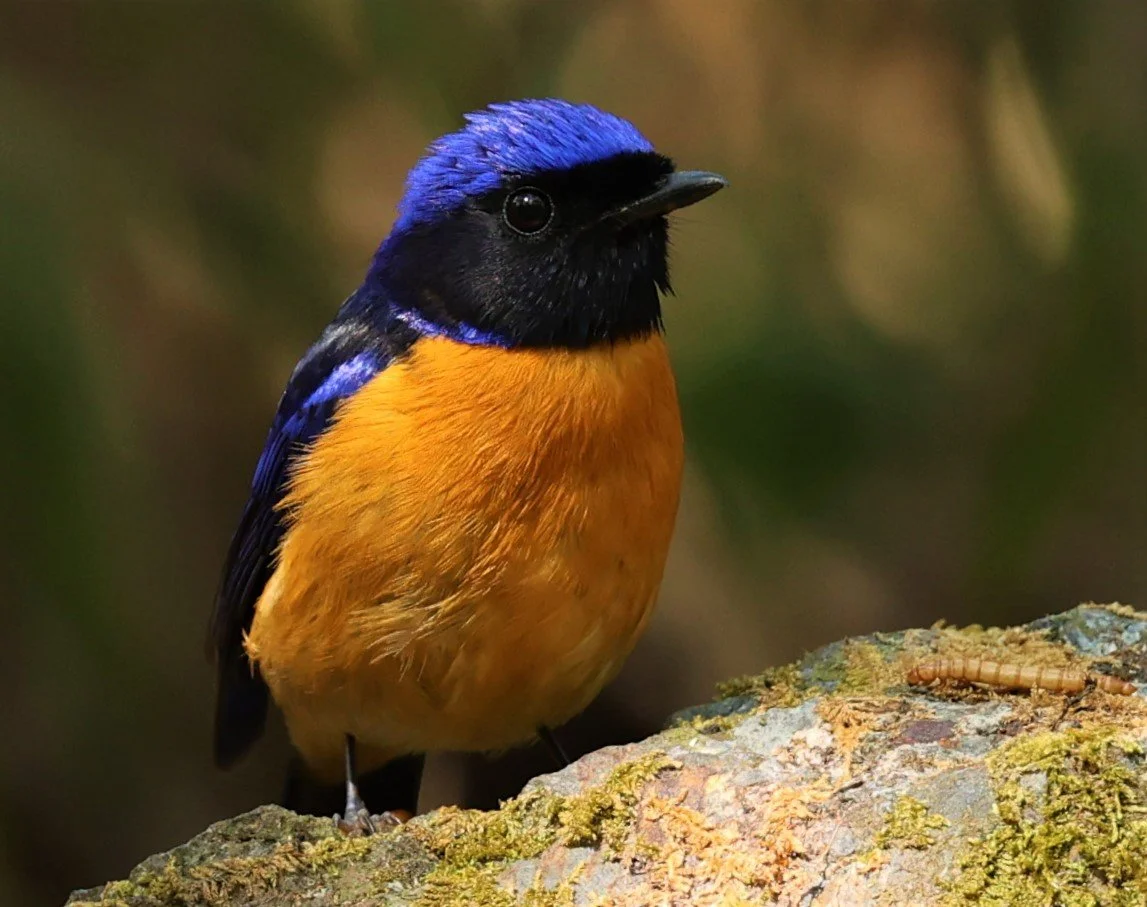 NILTAVA - RUFOUS-BELLIED NILTAVA - Niltava sundar - DOI SAN JU (DOI LANG WEST) FEB 2022 (18).jpg