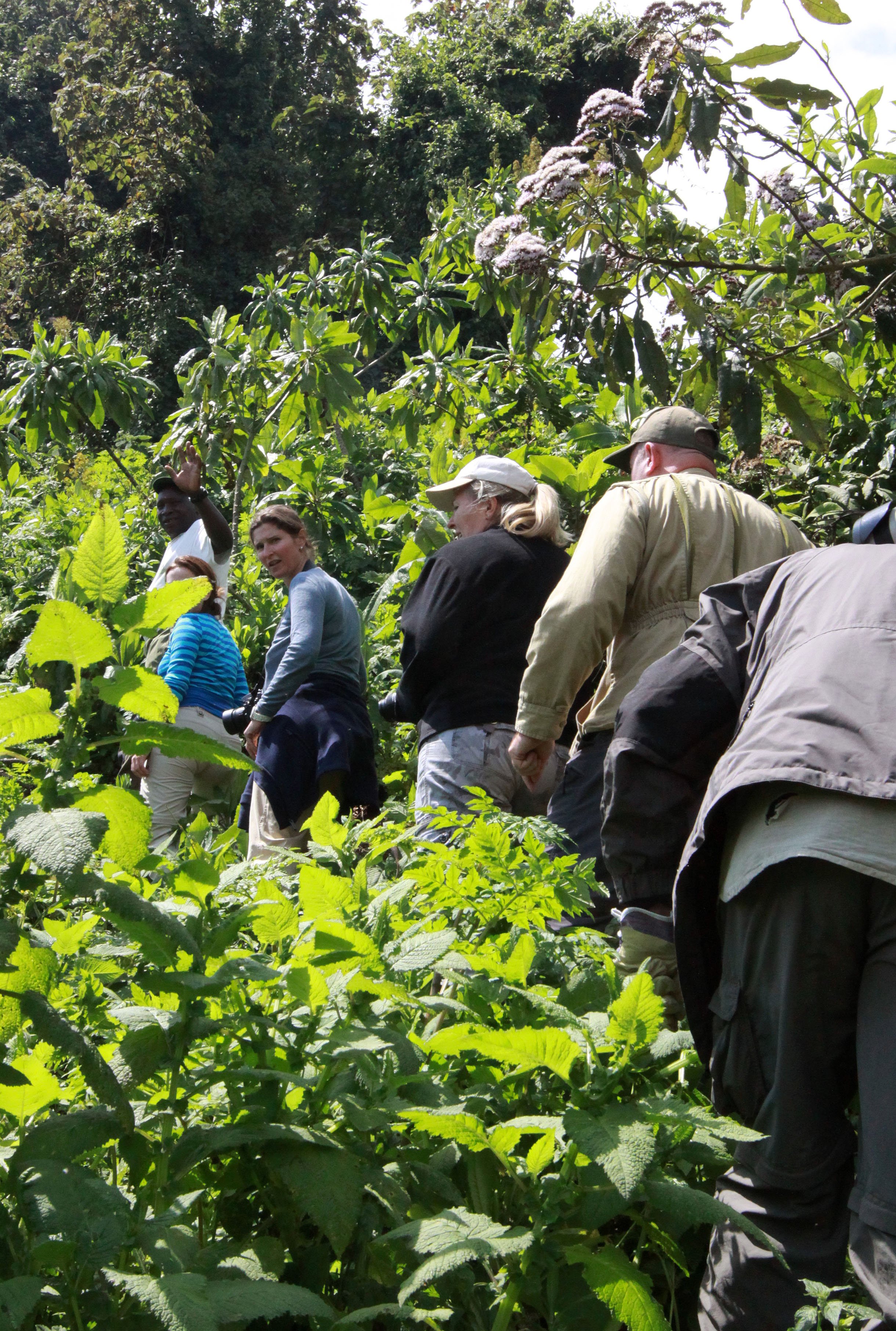 PARC DU VULCANS RWANDA (407).JPG