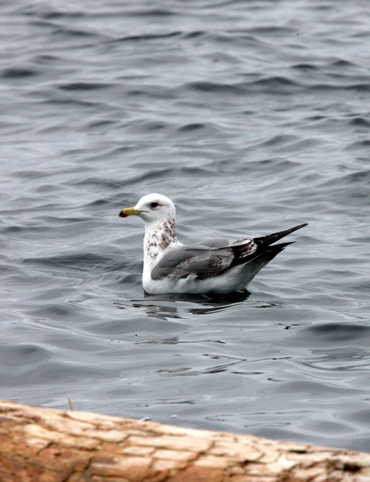 BIRD - GULL - RING-BILLED GULL WITH GLAUCOUS-WINGED GULL - KNIGHT'S INLET BRITISH COLUMBIA (2).JPG