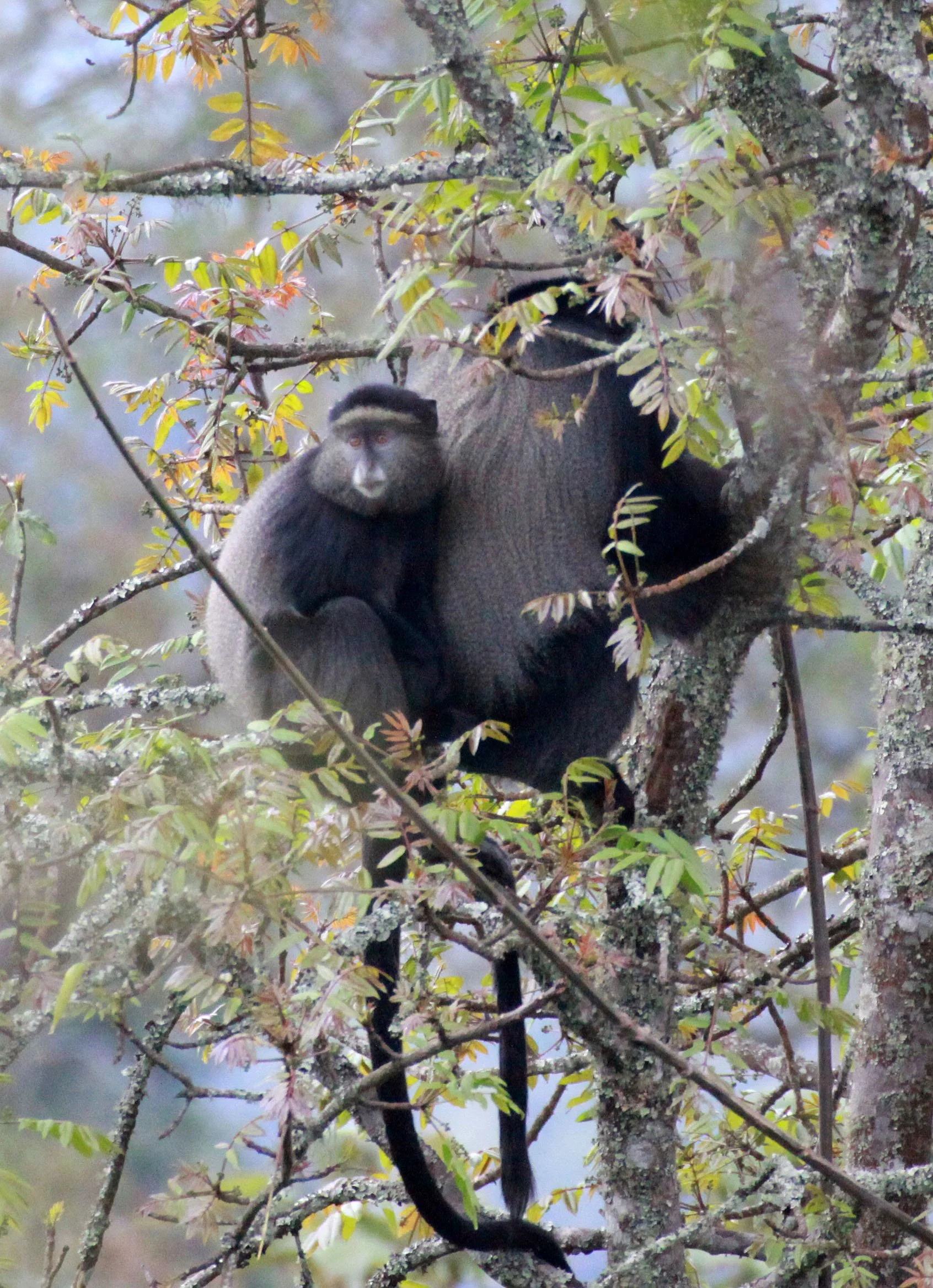 CERCOPITHECIDAE - Cercopithecus doggetti - SILVER MONKEY - NYUNGWE NATIONAL PARK RWANDA (143).JPG