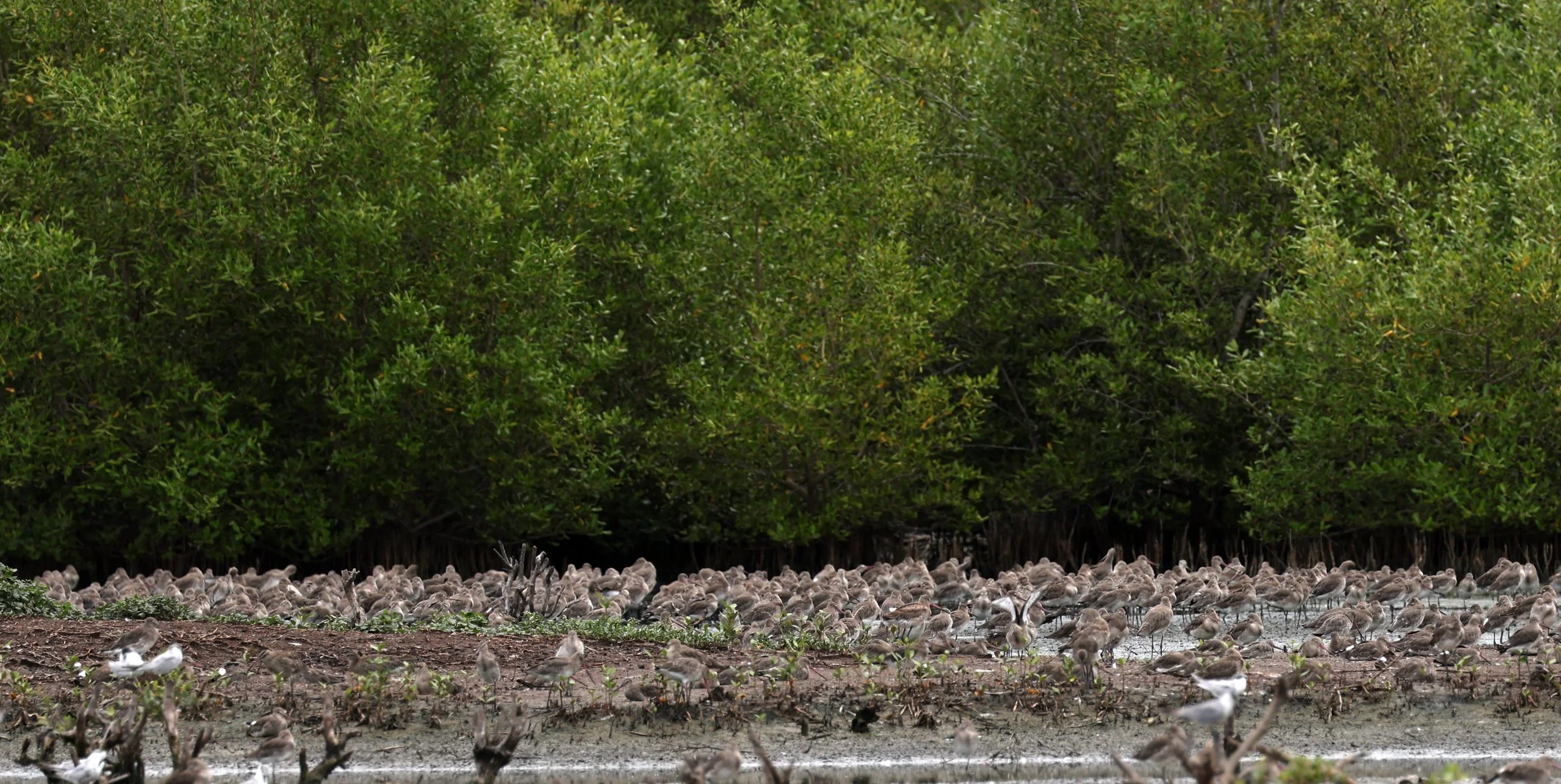 Black-tailed Godwit (Limosa limosa) Bang Pu Rec Area (1).JPG