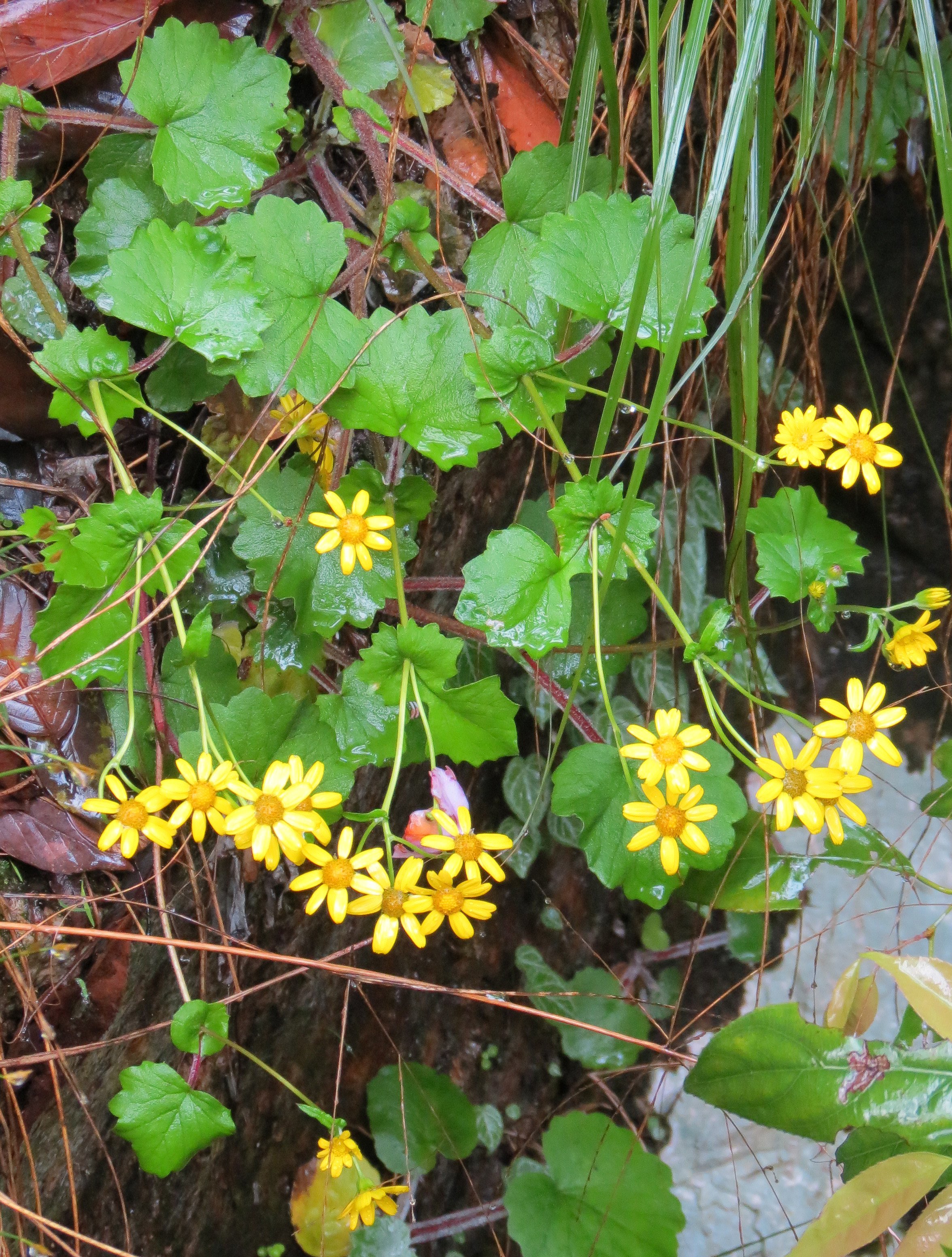 GUNIUJIANG NATURE RESERVE - ANHUI PROVINCE CHINA (73).JPG