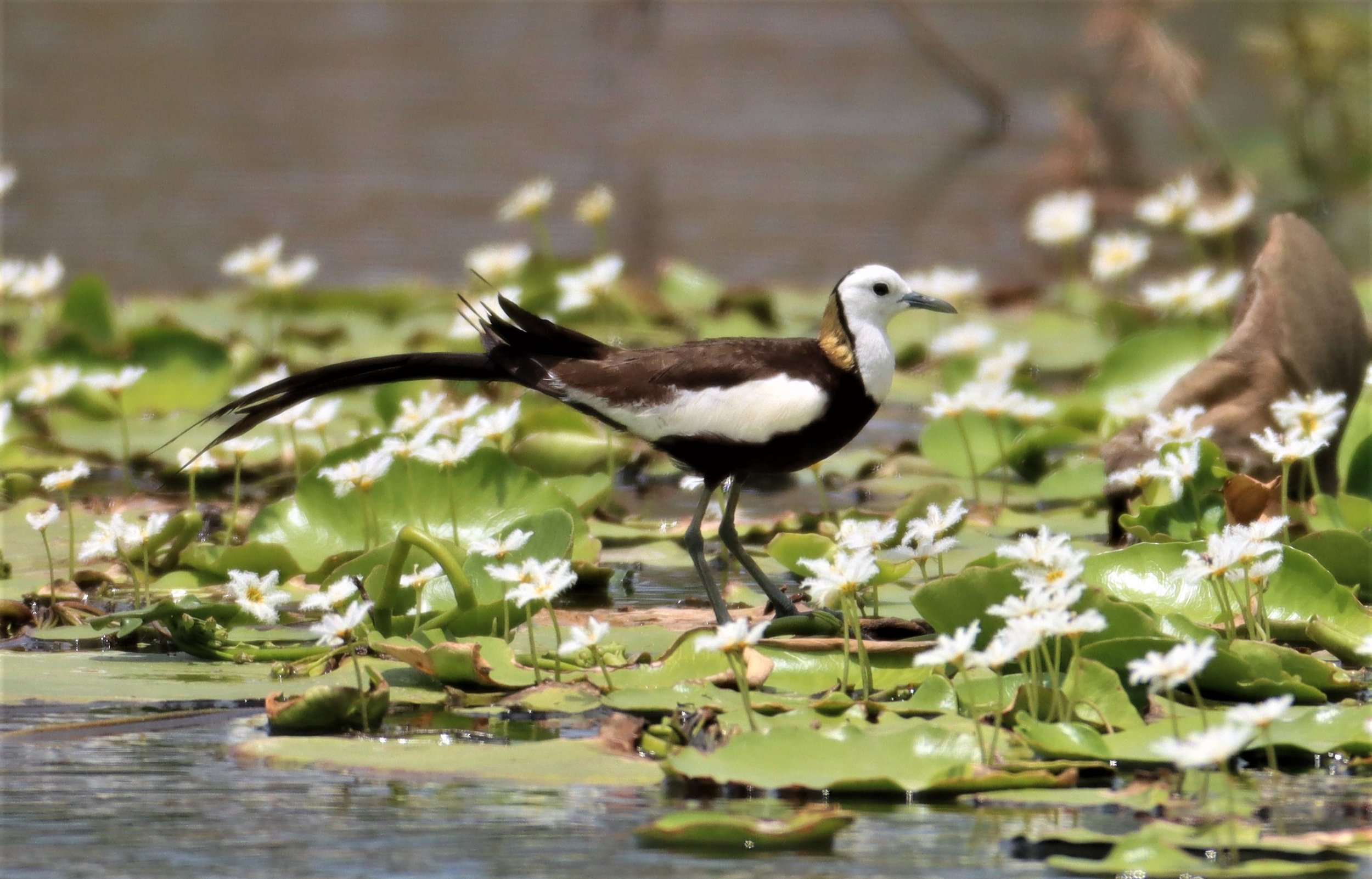 JACANA - PHEASANT-TAILED JACANA - Hydrophasianus chirurgus - BANG KHAEM WETLANDS NAKHON PATHOM - JUNE 24 2021 (15).jpg