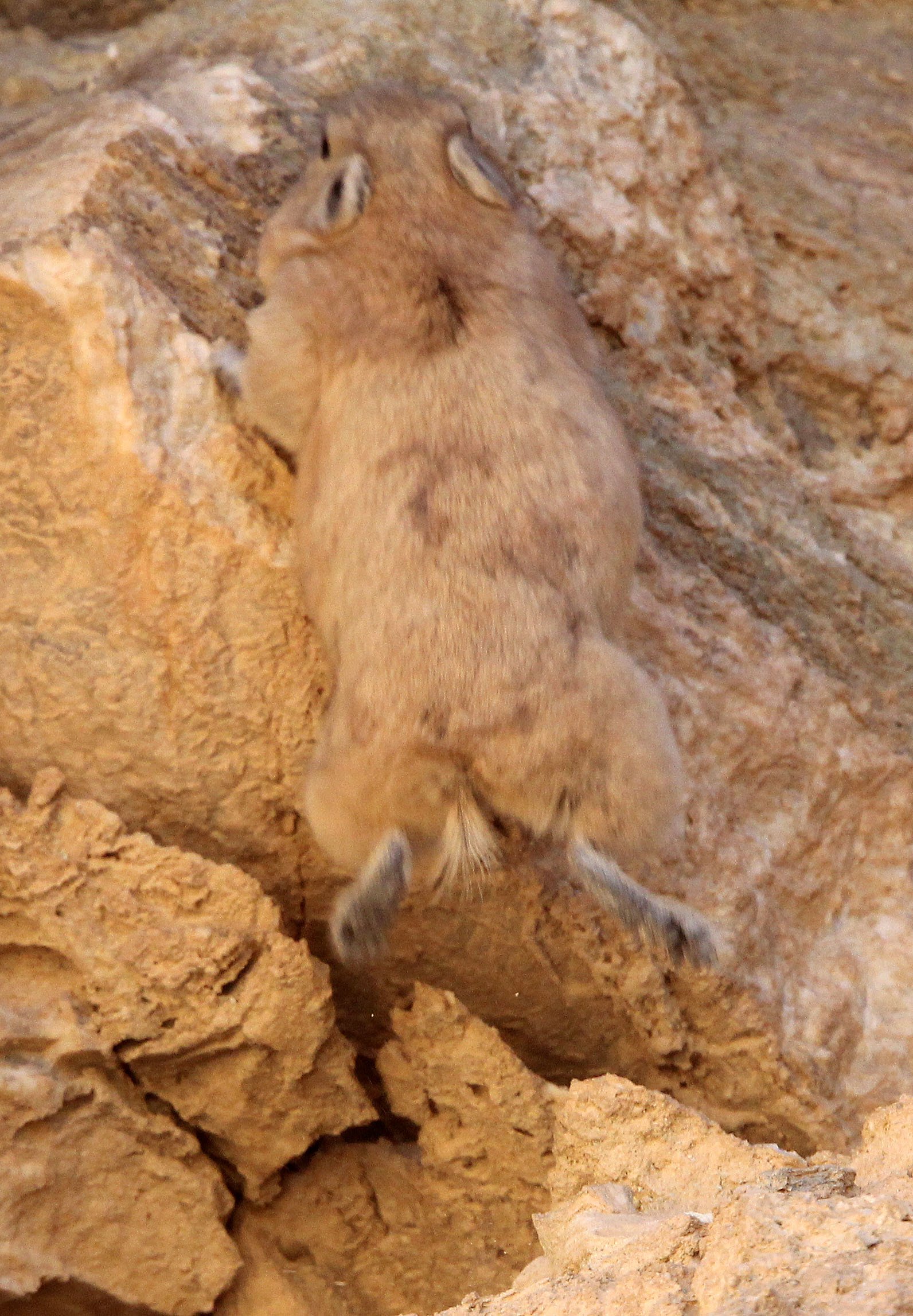 Ctenodactylus gundi - COMMON GUNDI - BOUHEDMA NATIONAL PARK TUNISIA (24).JPG