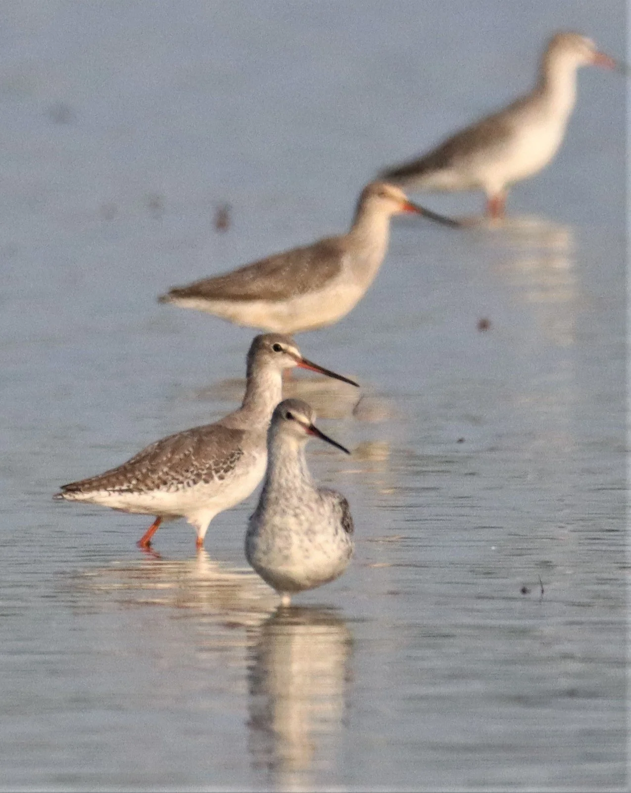 REDSHANK - SPOTTED REDSHANK - Tringa erythropus - PATHUM THANI RICE RESEARCH CTR (13).jpg