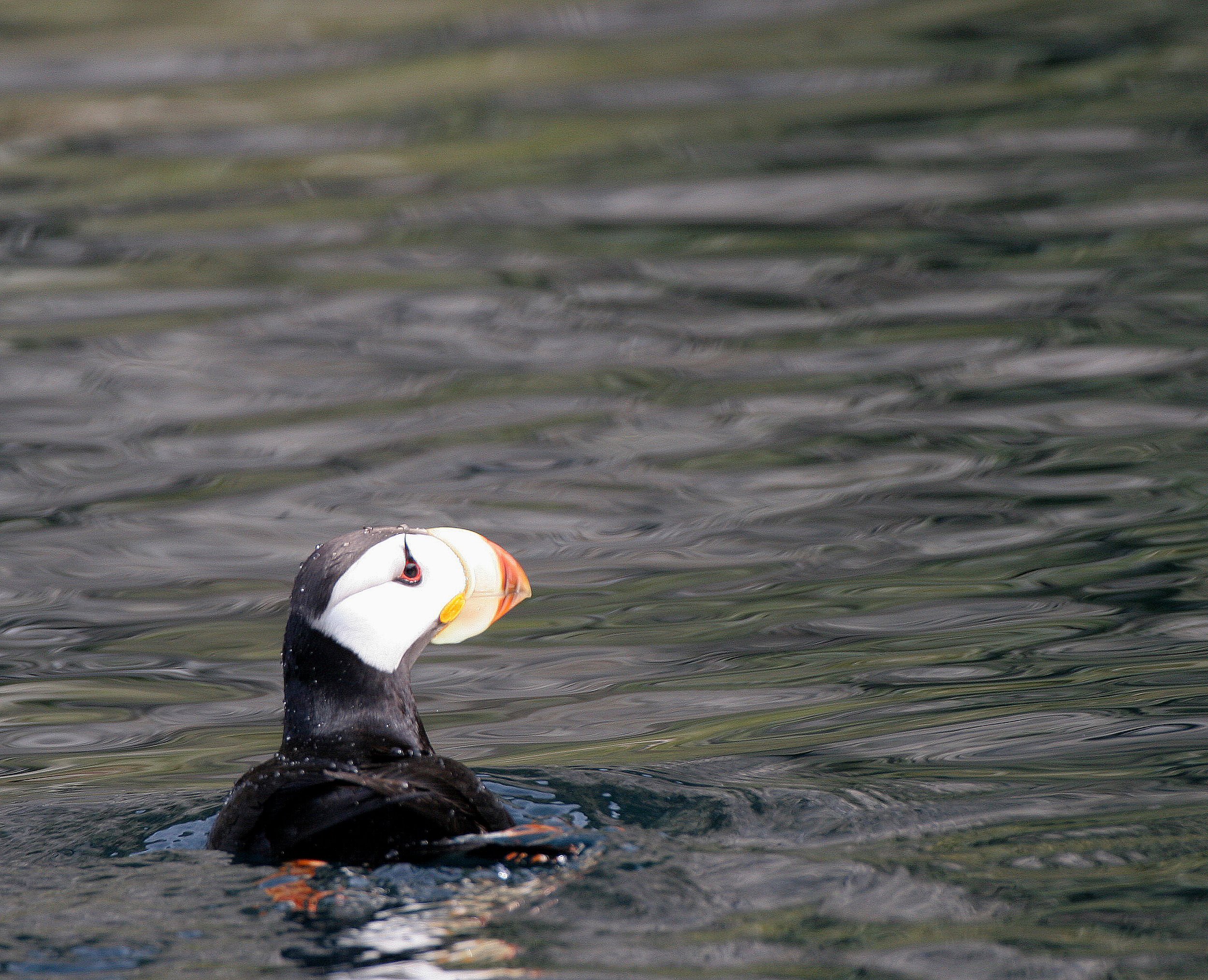 Fratercula corniculata - HORNED PUFFIN - OFF OF COMMANDORSKY (6).jpg