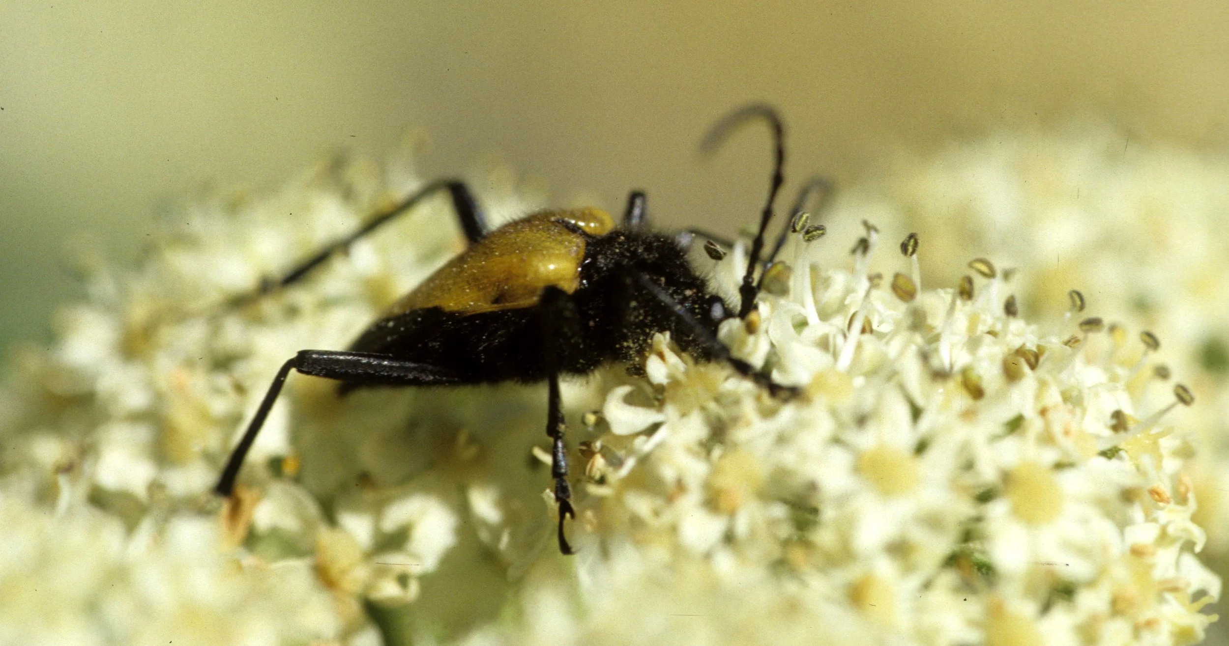 INVERTS - COLEOPTERA - PACHYTA ARMATA ON COW PARSNIP.jpg