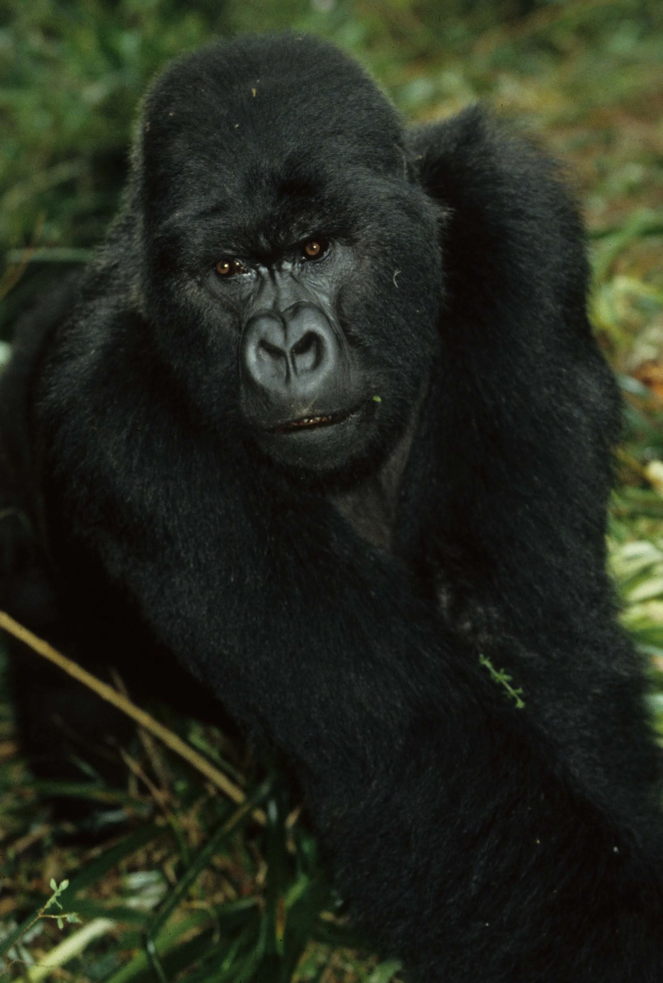 PRIMATE - GORILLA-RWANDA PARC DU VULCANS (85).jpg