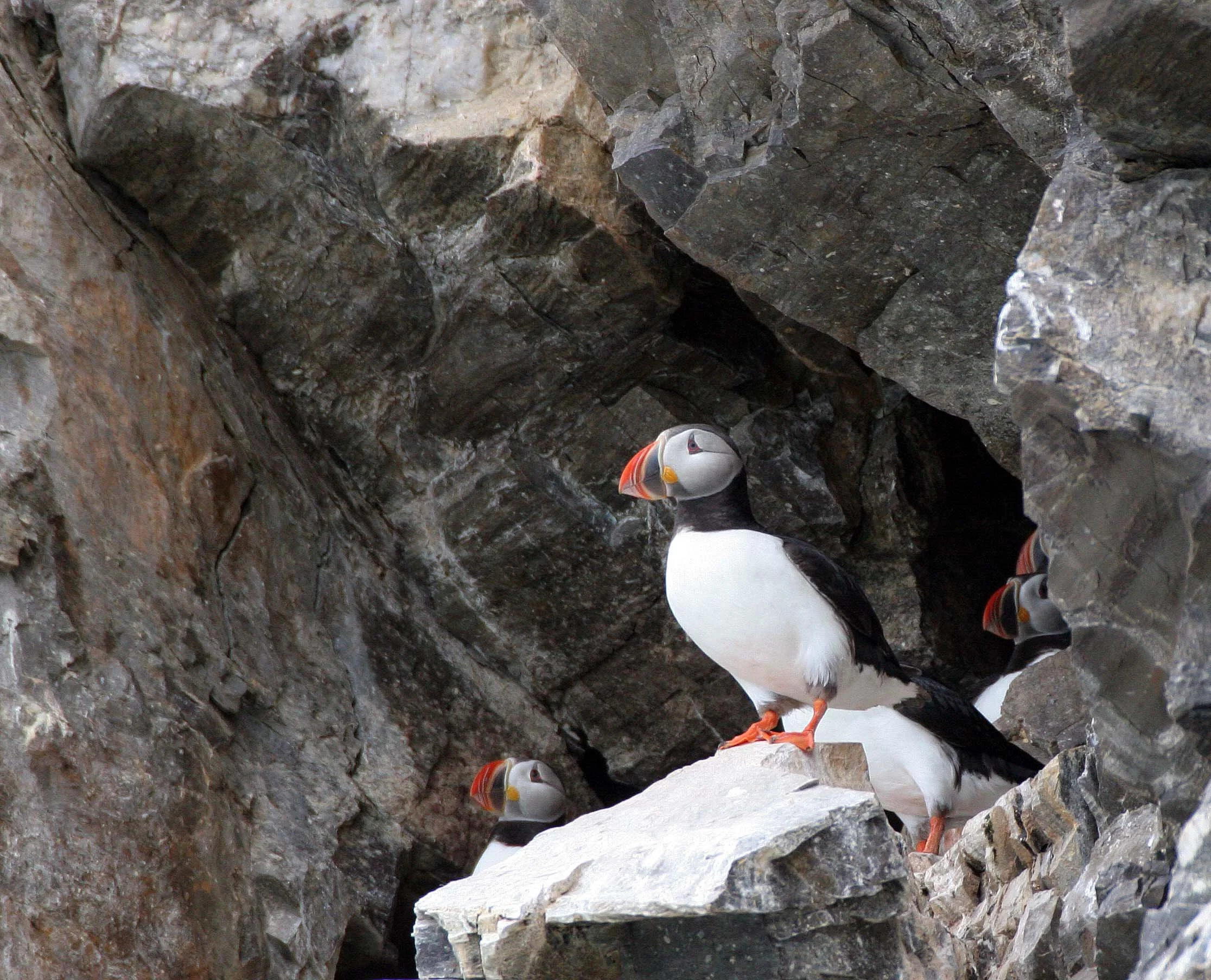 Fratercula arctica - ATLANTIC PUFFIN - SVALBARD (39).jpg