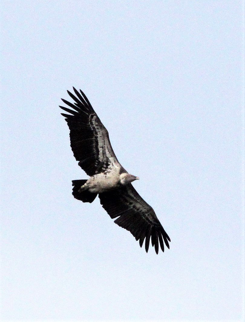 Gyps rueppelli - RUPPELL'S GRIFFON VULTURE - SIMIEN MOUNTAINS NATIONAL PARK ETHIOPIA AA.jpg
