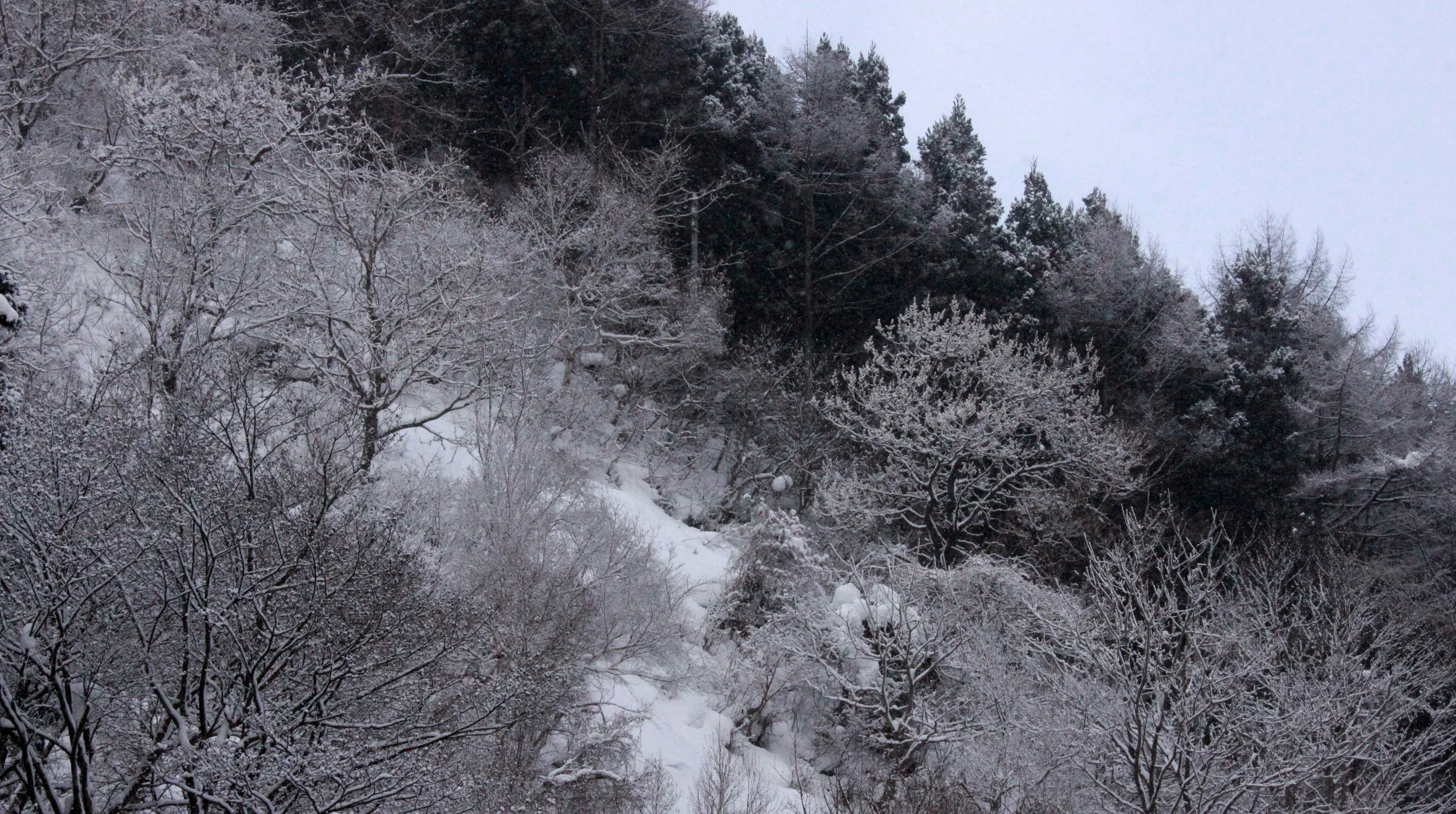 JIGOKUDANI ONSEN - NAGANO PREFECTURE JAPAN - FOREST SCENCES (14).JPG
