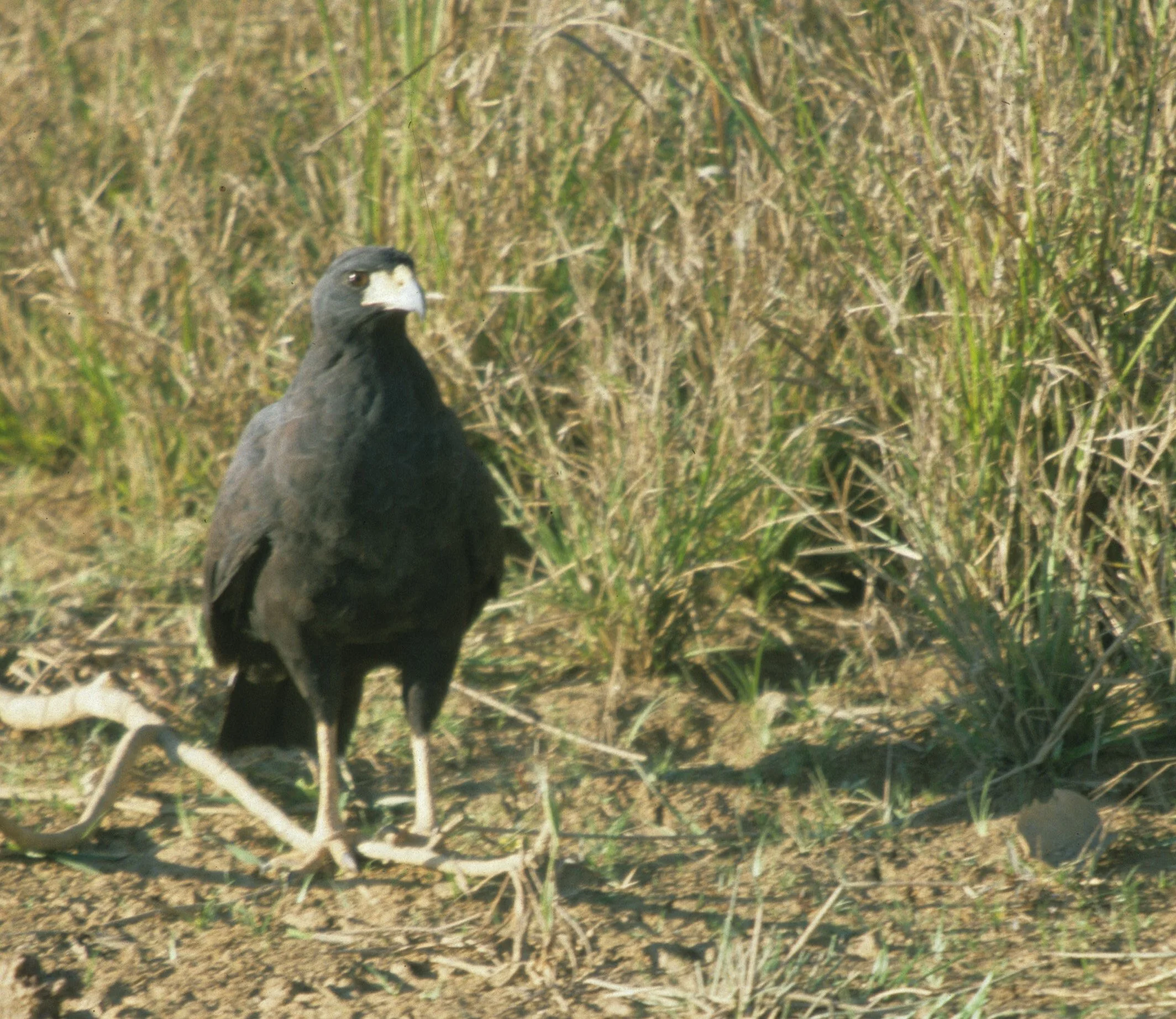 Buteogallus urubitinga - GREAT BLACK HAWK - NORTHERN PANTANAL BRAZIL (2).jpg