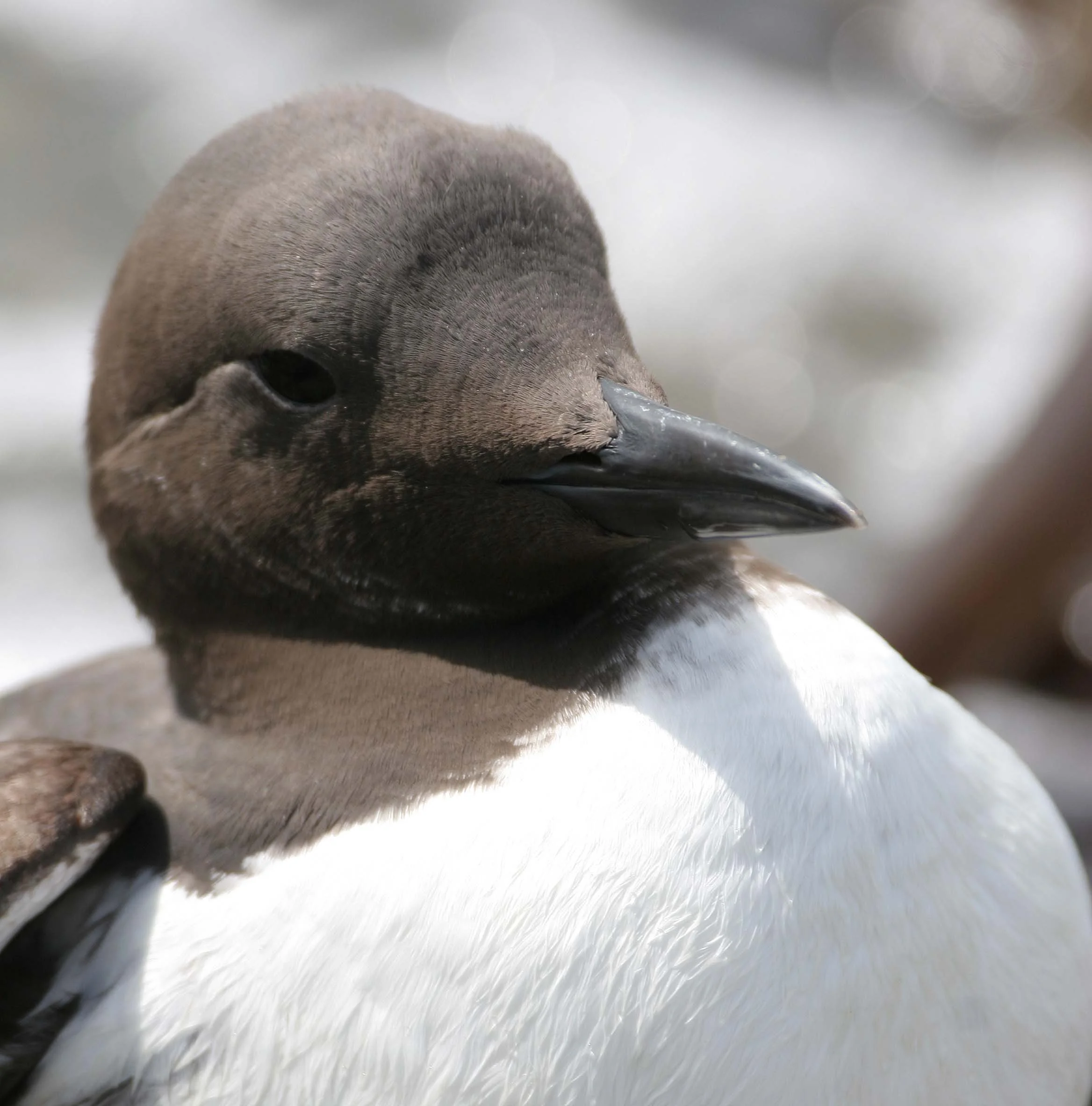Uria aalge - COMMON MURRE - FRESHWATER BAY (10).jpg