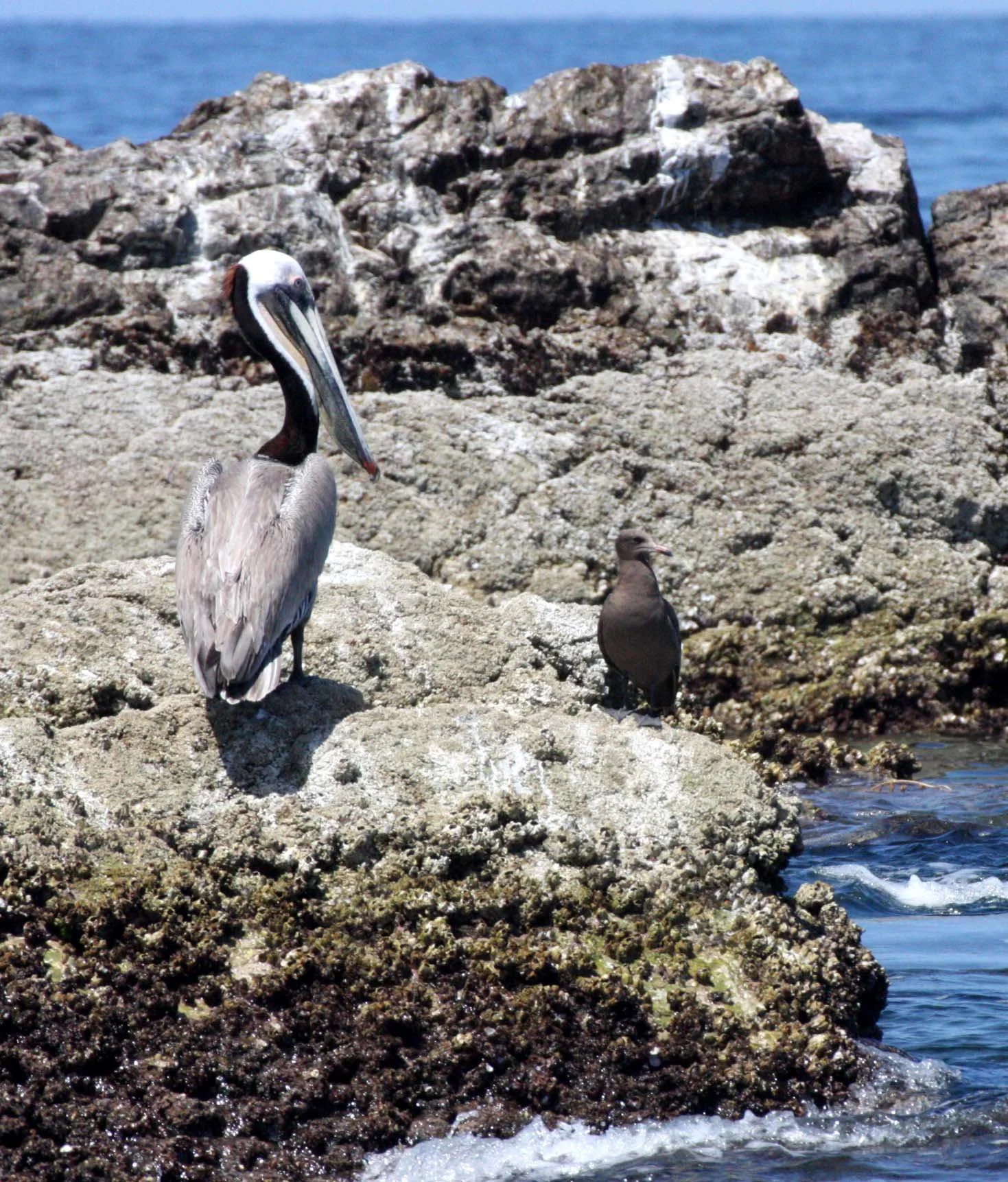 BIRD - PELICAN - BROWN PELICAN WITH HEERMAN'S GULL - ISLA CATALINA BAJA MEXICO.JPG