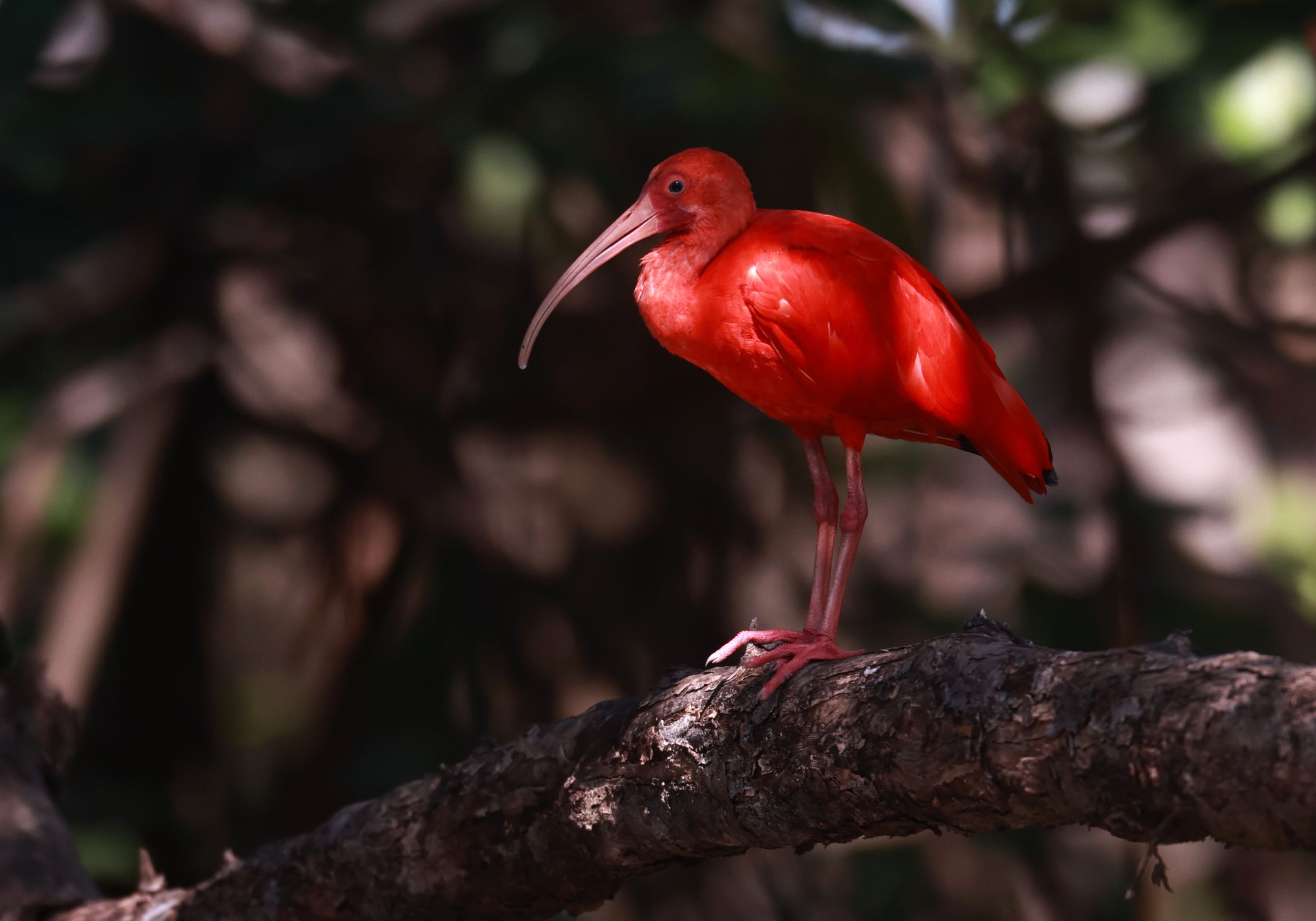 Ibis - Scarlet Ibis - Eudocimus ruber - 29 Songkaow Cafe, Chachoengsao Thailand (288).jpg