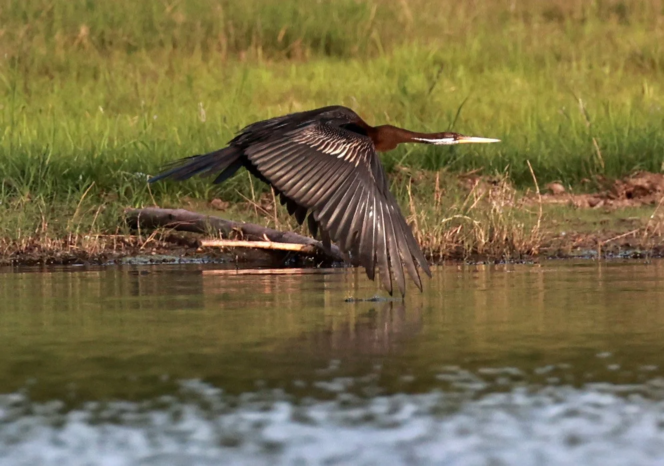 Anhinga melanogaster - Huai Kha Khaeng Wildlife Sanctuary