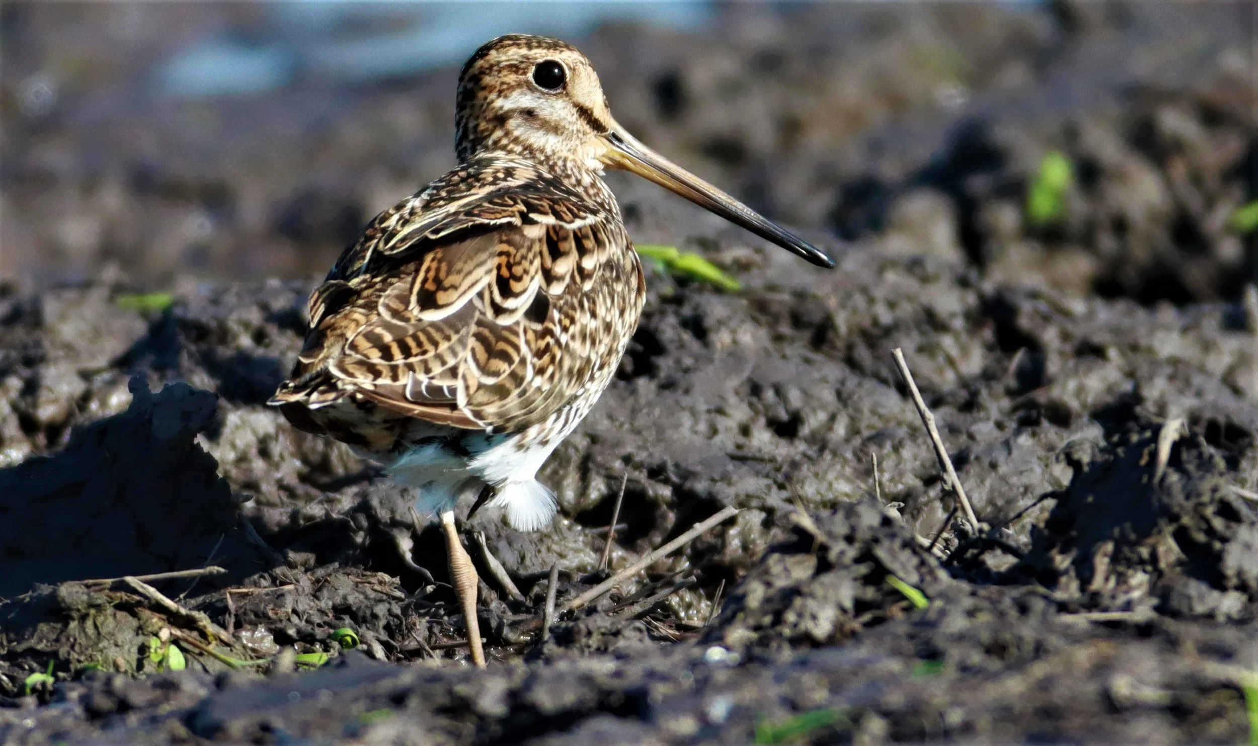 SNIPE - PINTAIL SNIPE - Gallinago stenura - PATHUM THANI RICE RESEARCH CENTER AUGUST 24 2021 (49).jpg