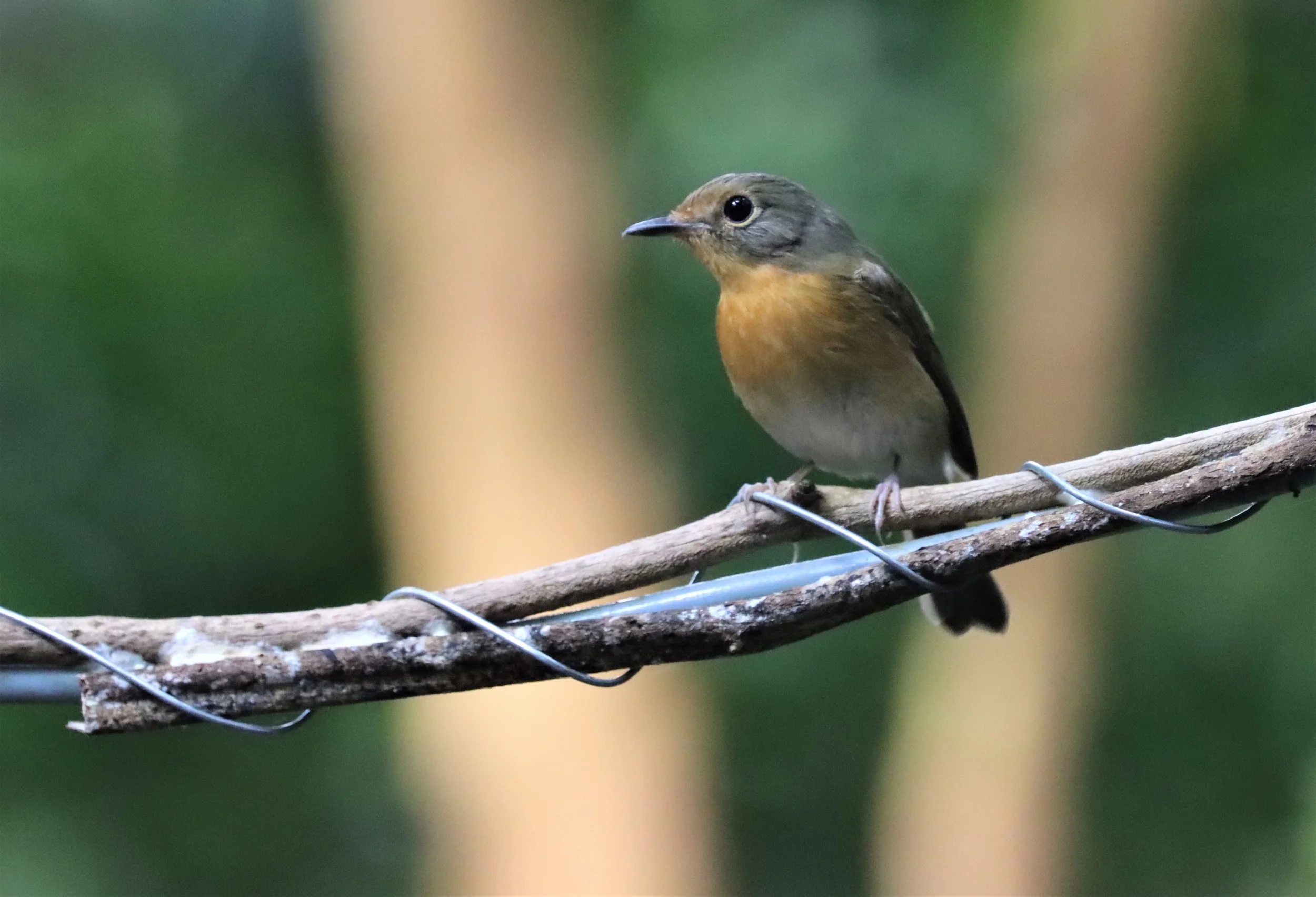 FLYCATCHER - LARGE BLUE FLYCATCHER - Cyornis magnirostris - WAT THAM PRATHUN CHONBURI (34).jpg