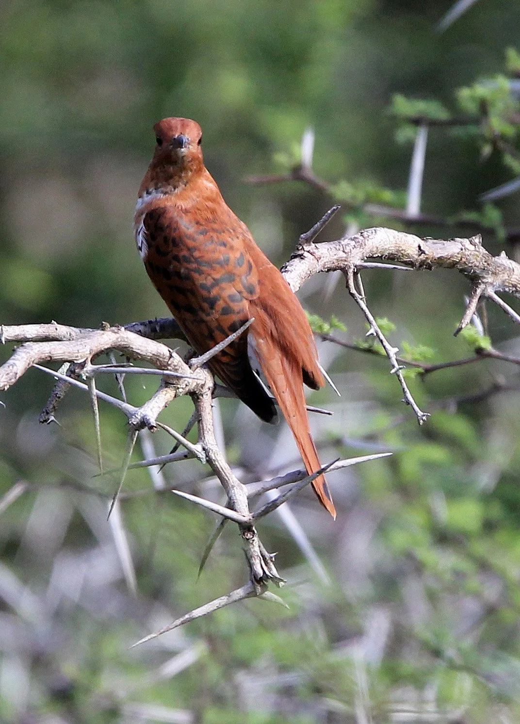 Gray-bellied Cuckoo (Cacomantis passerinus) Yala NP Sri Lanka (4).JPG
