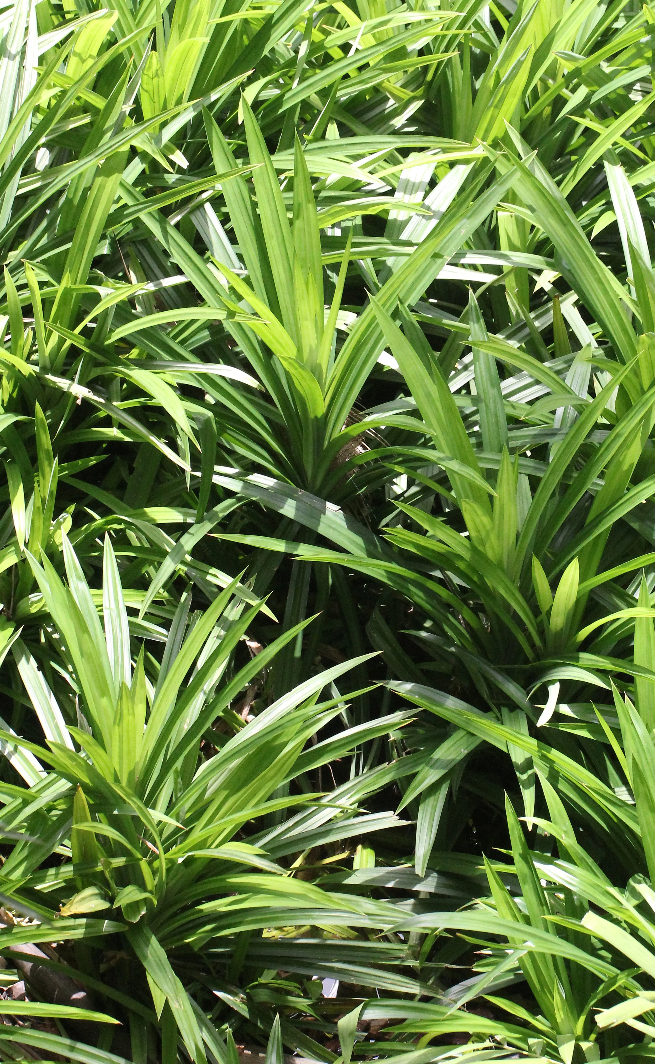 2016 Bangkok & Samut Prakan (17).JPG