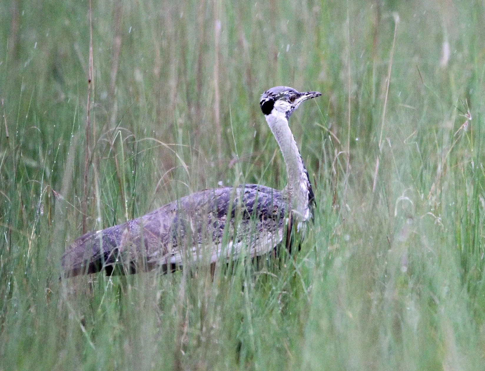 Black-bellied Bustard (Lissotis melanogaster) Senkele Sanctuary, Ethiopia (2).JPG