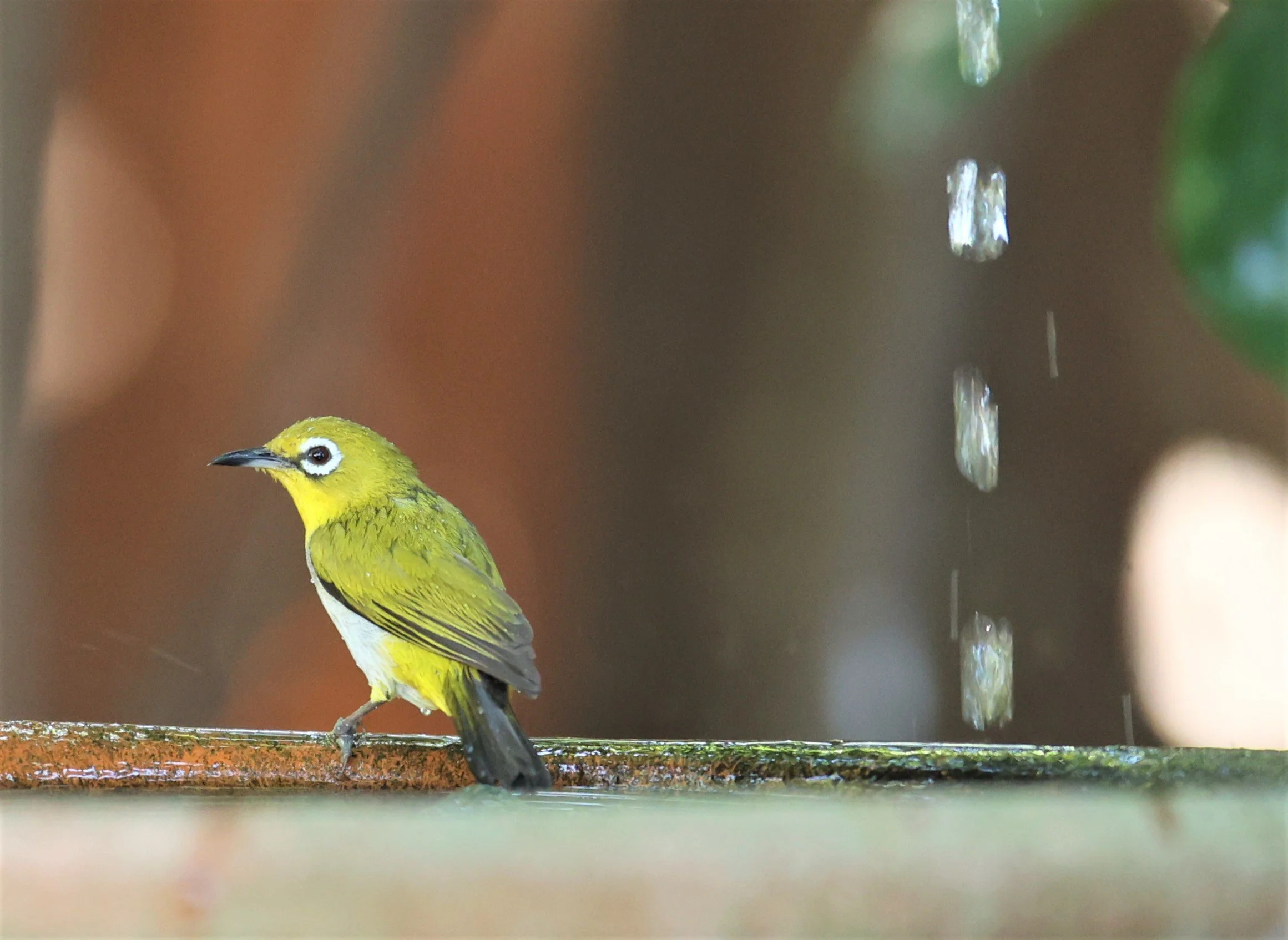 Swinhoe's White-eye (Zosterops simplex) Bang Pu Recreational Park & Mangrove Forest (35).jpg