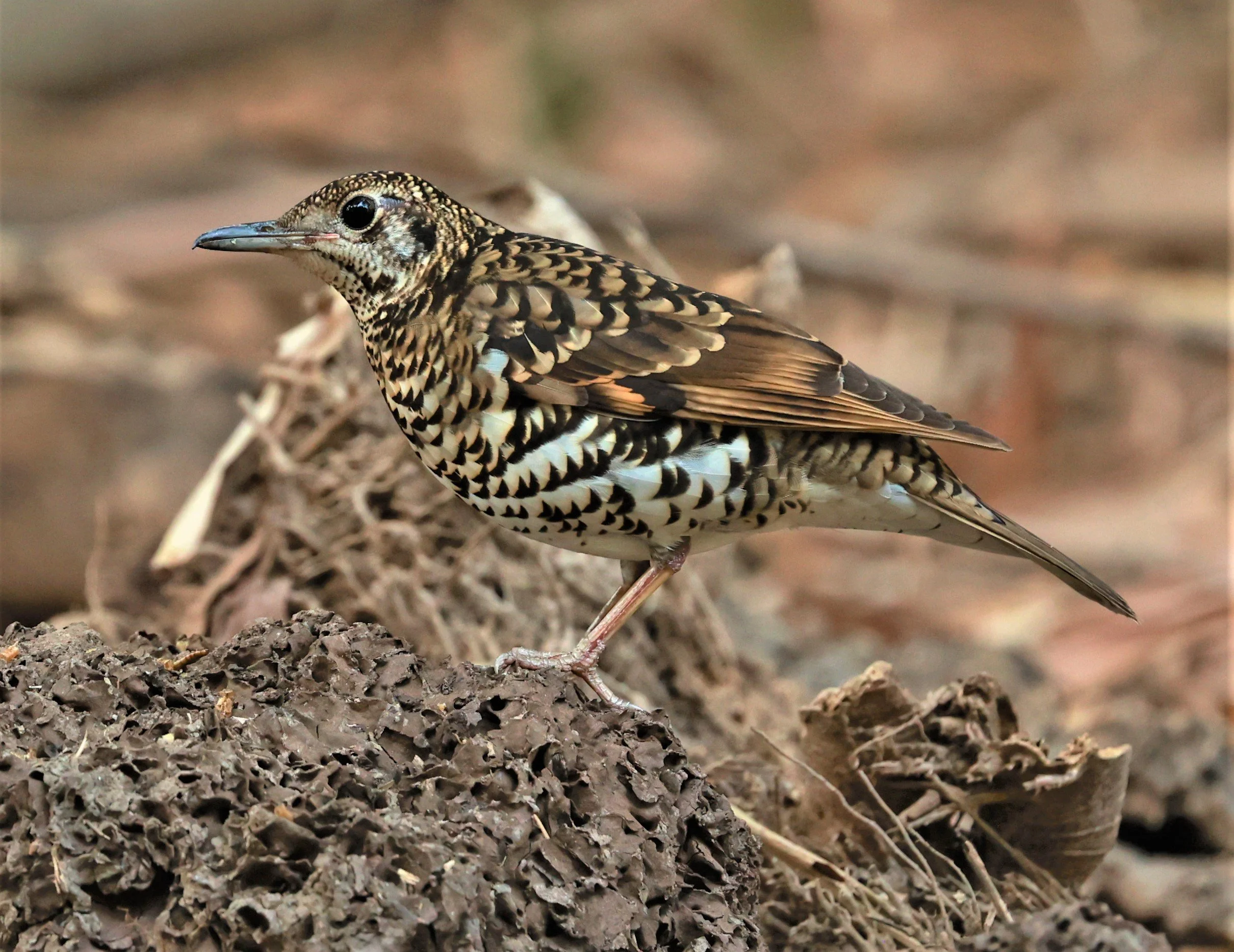 White's Thrush (Zoothera aurea) Putthamonthon Park Nakhon Pathom Thailand (129).jpg