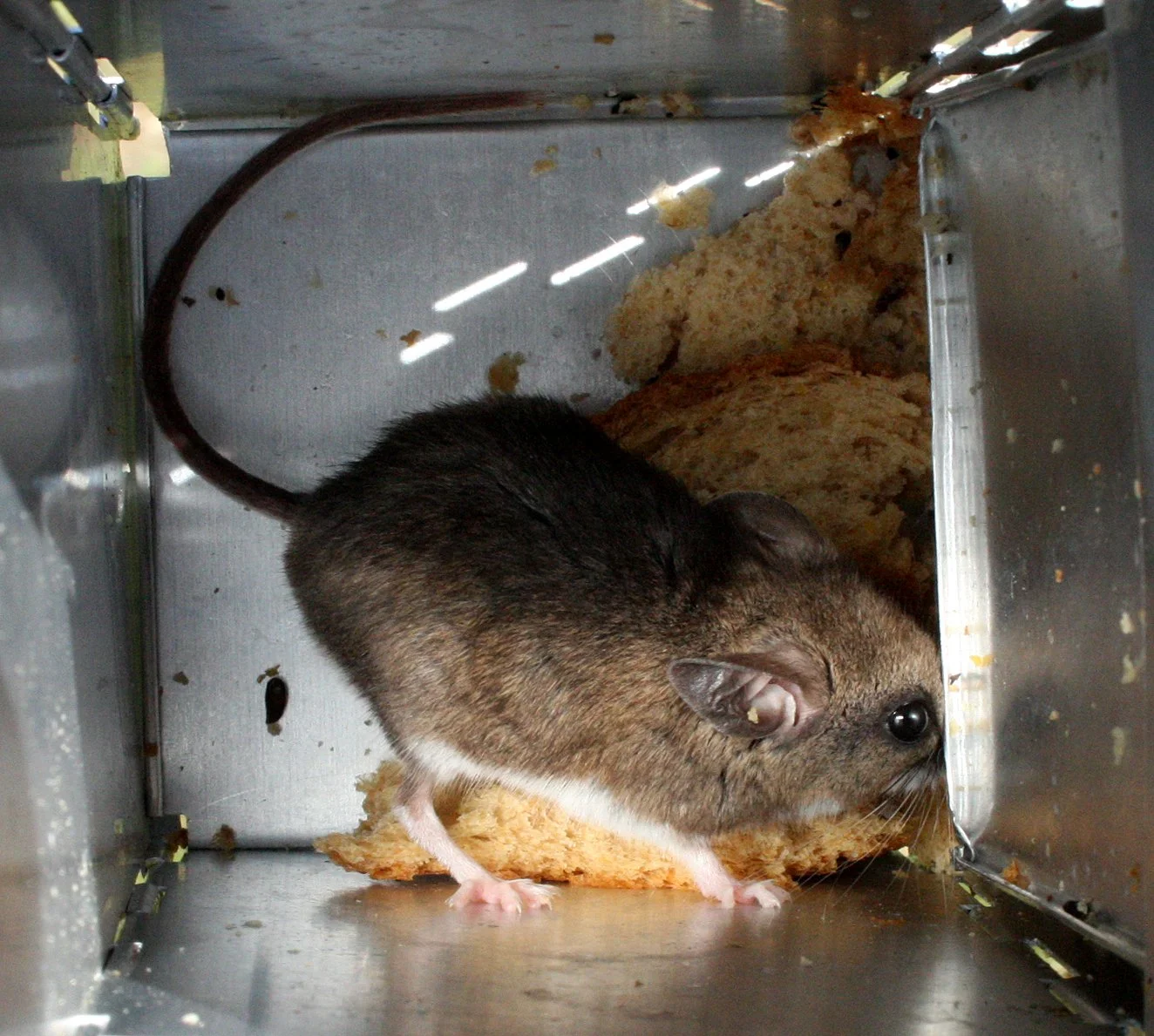 RODENT - DEER MOUSE - KEEN'S DEER MOUSE - PEROMYSCUS KEENI - LAKE FARM TRAILS WA (3).JPG
