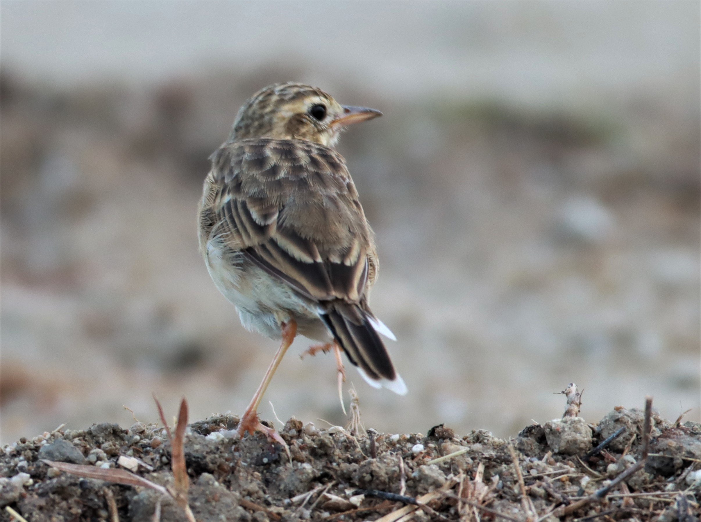 Paddyfield Pipit (Anthus rufulus) PRACHUAP KHIRI KHAN AREA (11).jpg