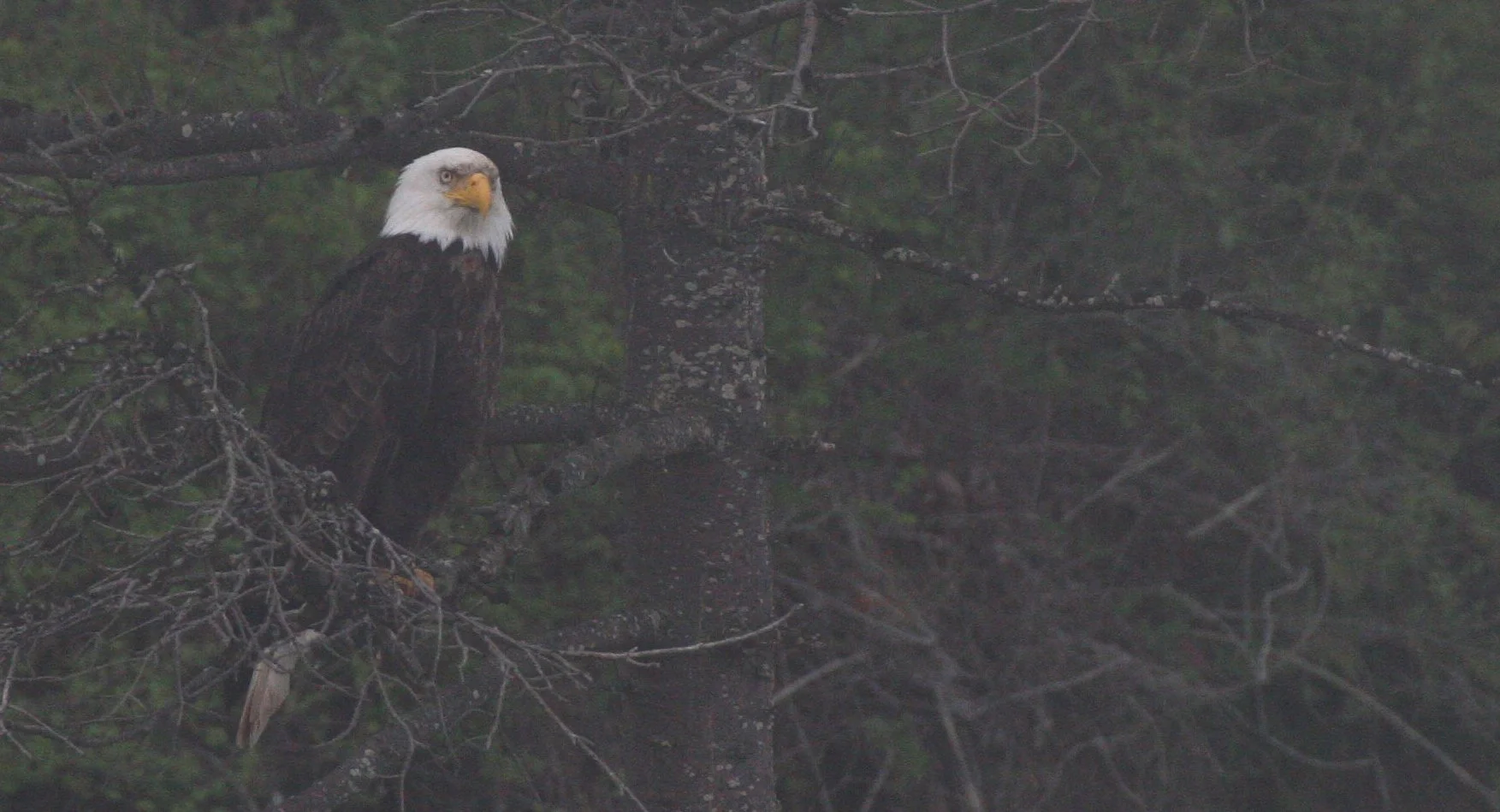Haliaeetus leucocephalus - AMERICAN BALD EAGLE - LAKE FARM BLUFFS WASHINGTON (229).JPG