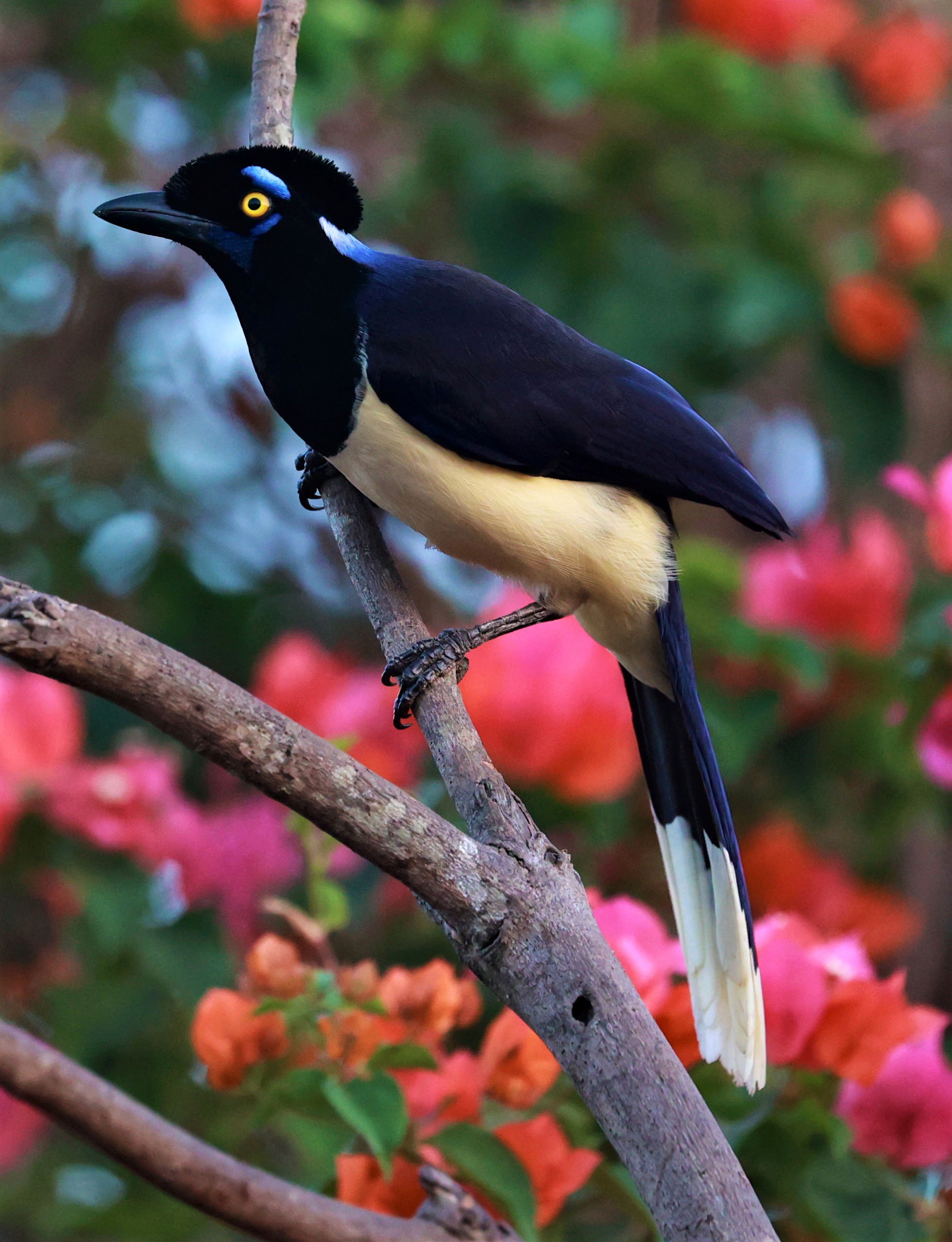 Jay - Plush-crested Jay - Cyanocorax chrysops - Pousada Aguape - Fazenda São José Zona Rural, Aquidauana, Mato Grosso do Sul, Brazil (29).JPG