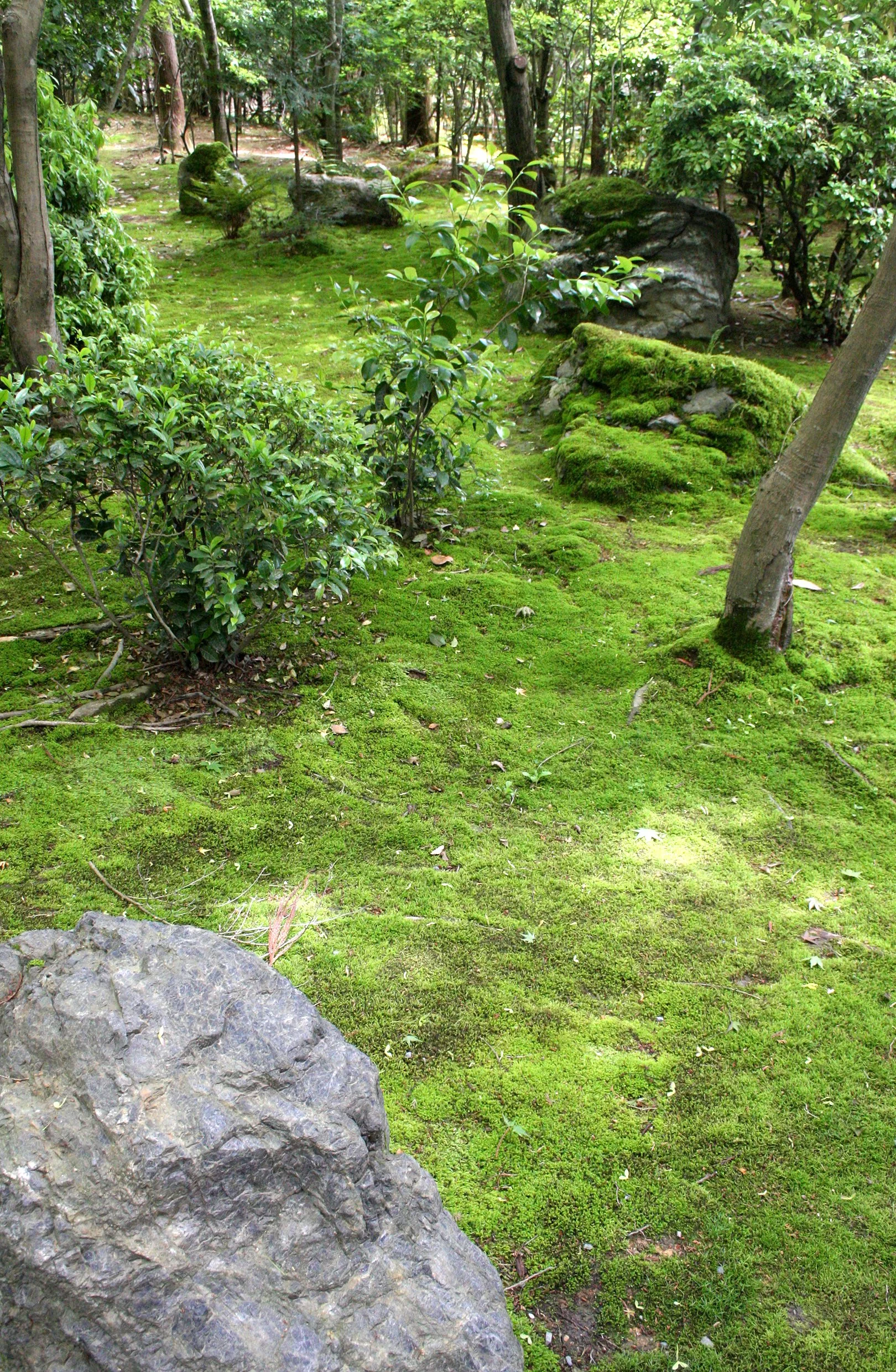 KYOTO - MAY 2009 - RYOANJI MOSS GARDENS (18).JPG