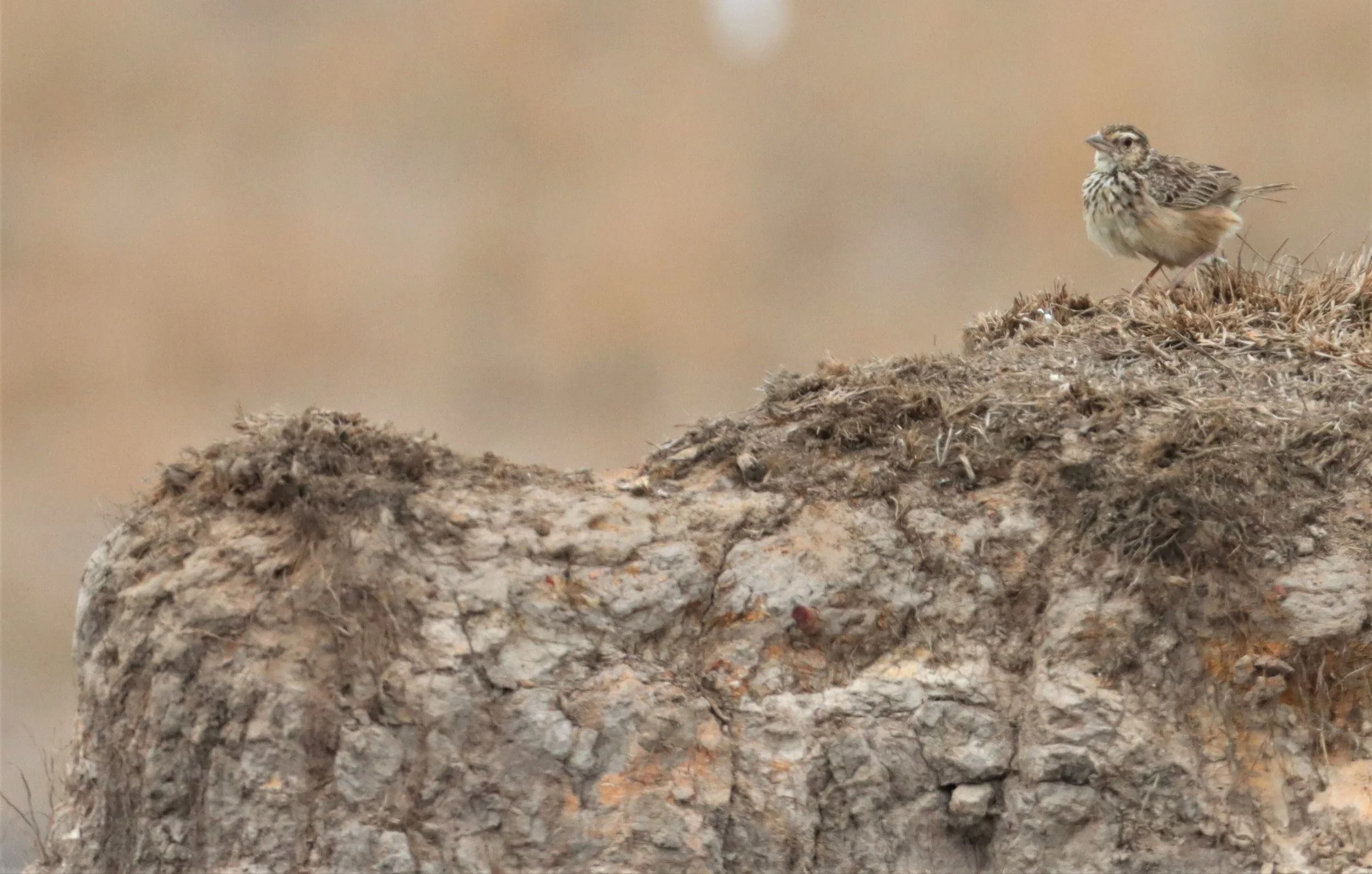 Indochinese Bushlark (Mirafra erythrocephala) Pak Phli Nakhon Nayok Thailand (4).jpg
