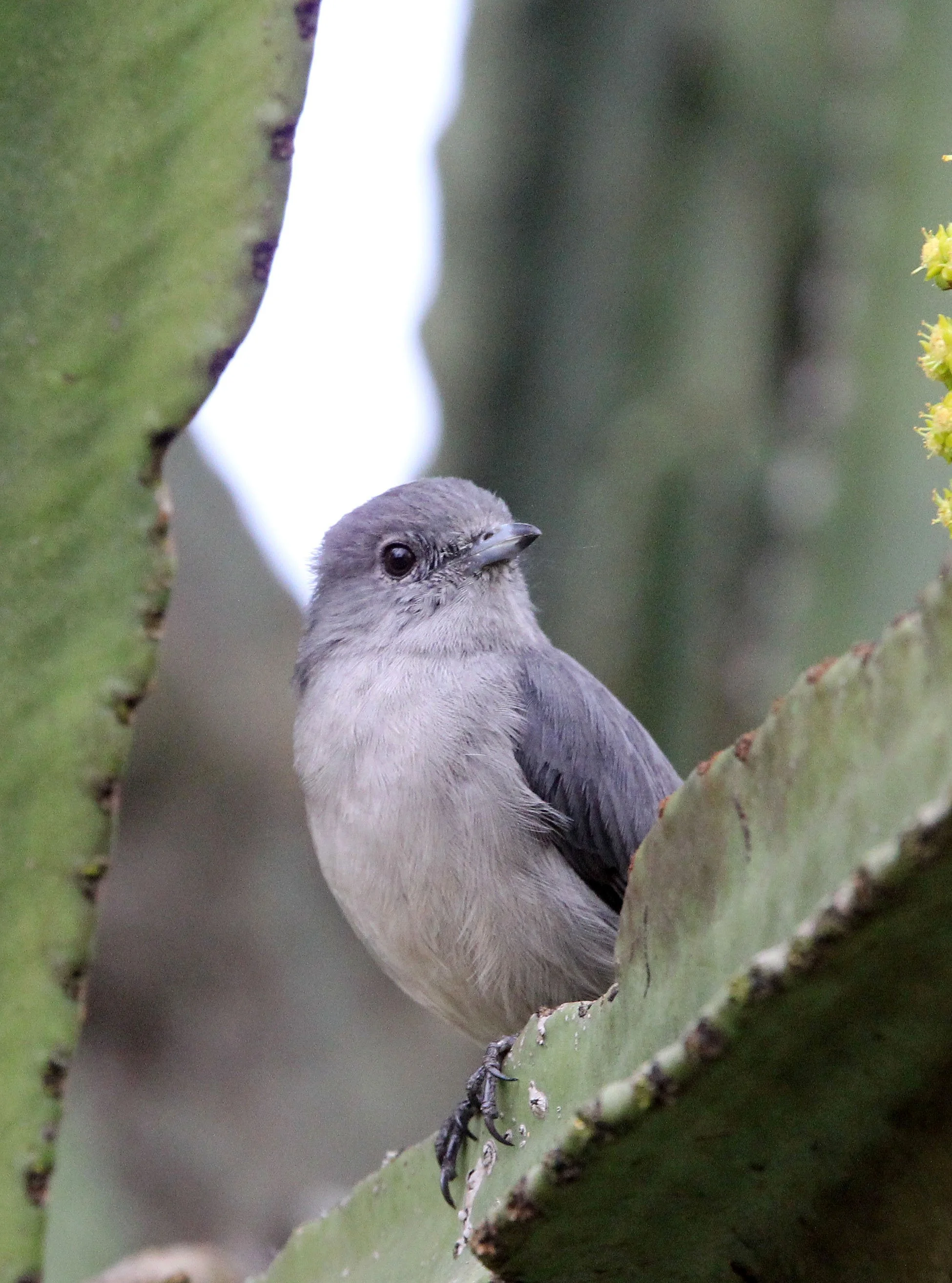 BIRD - FLYCATCHER - ASHY FLYCATCHER - MUSCICAPA CAERULESCENS - RUHENGERI RWANDA (8).JPG