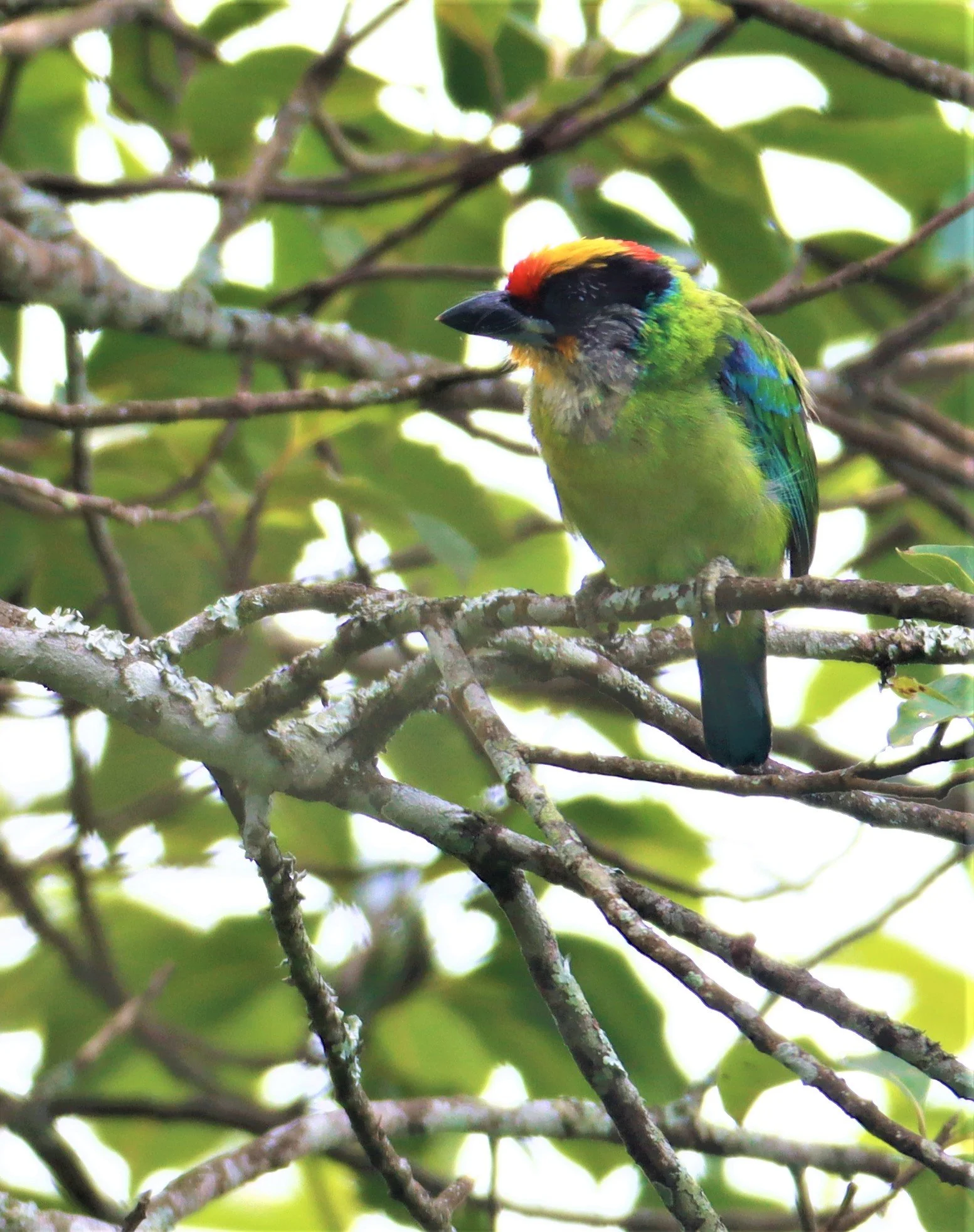 BARBET - GOLDEN-THROATED BARBET - Psilopogon (franklinii) ramsayi - DOI ANG KANG CHIANG MAI (31).jpg
