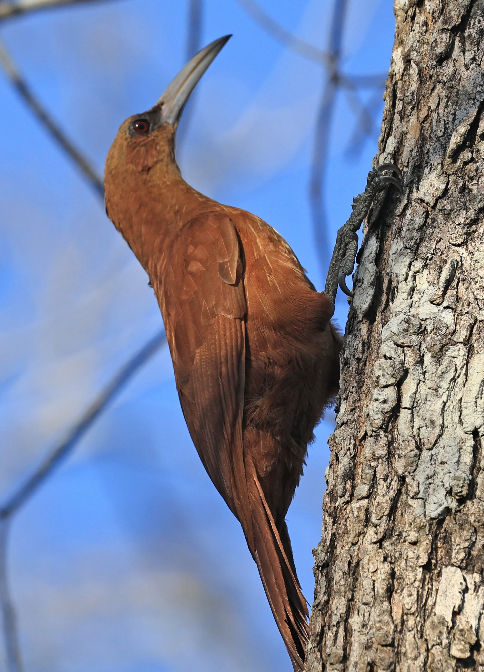 Great Rufous Woodcreeper (Xiphocolaptes major) Agua Dulce Paraguay (8).jpg
