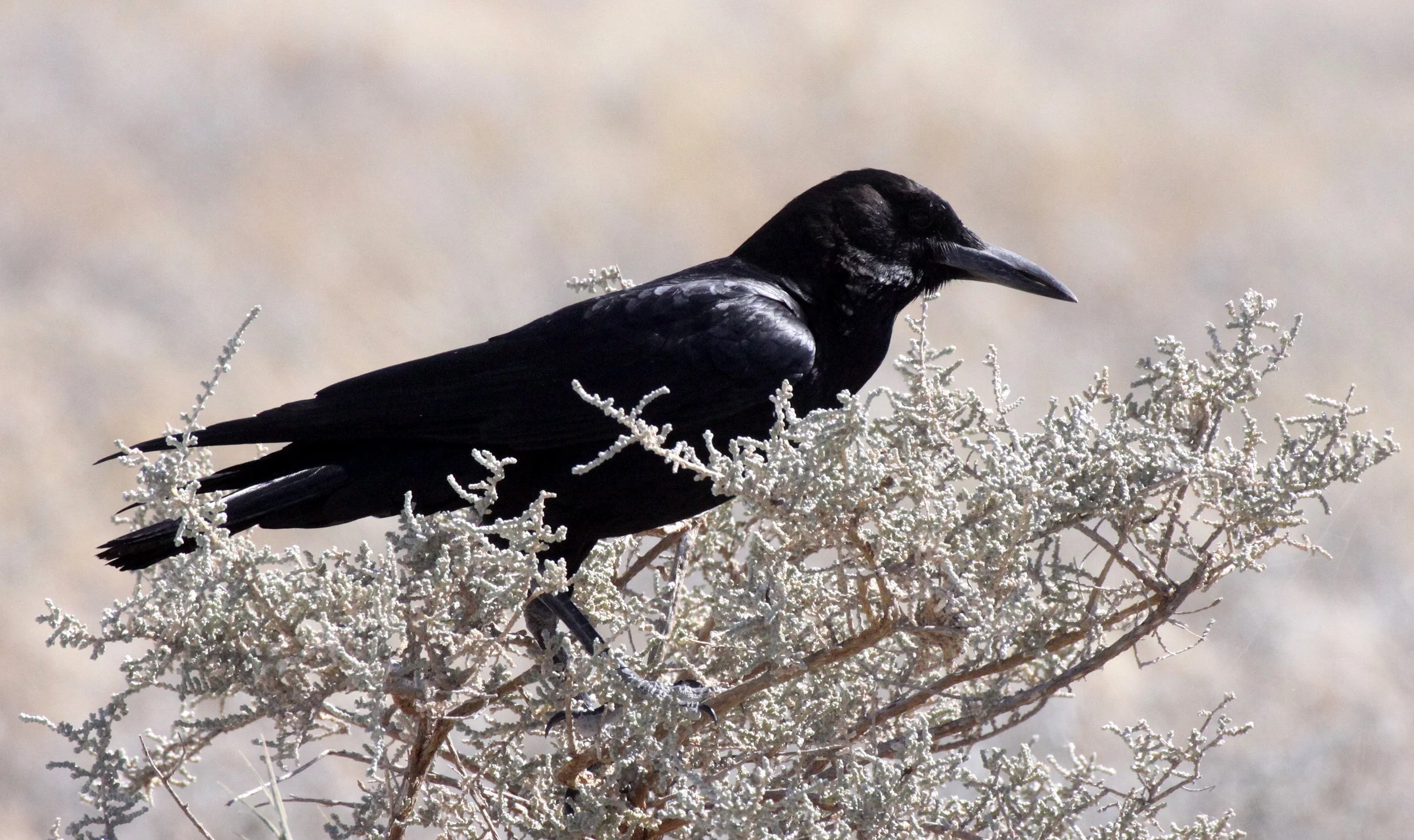 BIRD - CROW - CAPE OR BLACK CROW - CORVUS CAPENSIS - ETOSHA NATIONAL PARK NAMIBIA (3).JPG