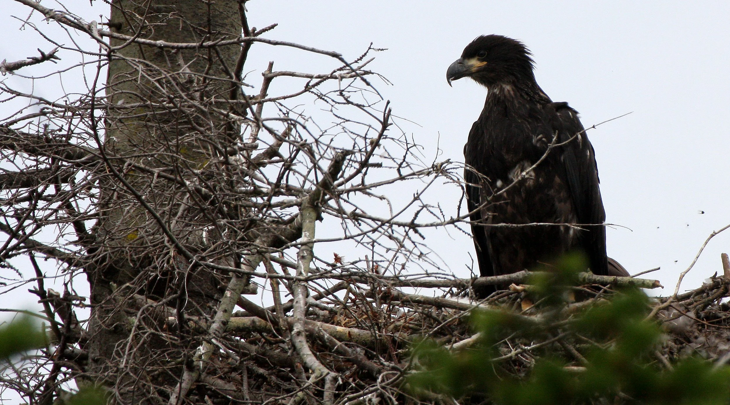 Haliaeetus leucocephalus - AMERICAN BALD EAGLE - CHICKS - CLINE SPIT OVERLOOK - SEQUIM DUNGENESS BLUFFS (55).JPG
