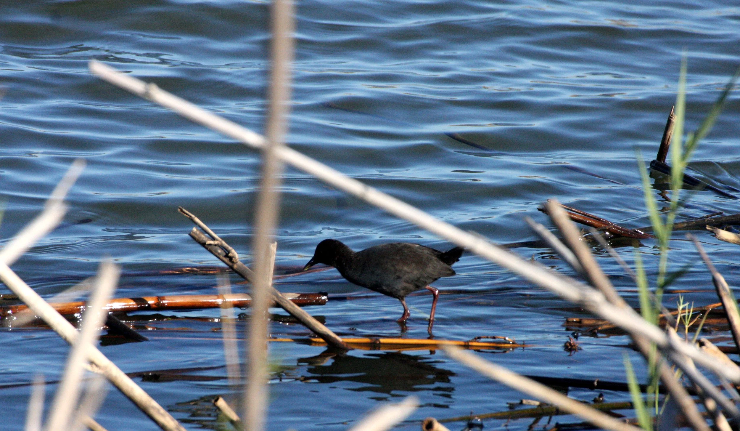 Black Crake (Zapornia flavirostra) Kruger National Park (2).JPG