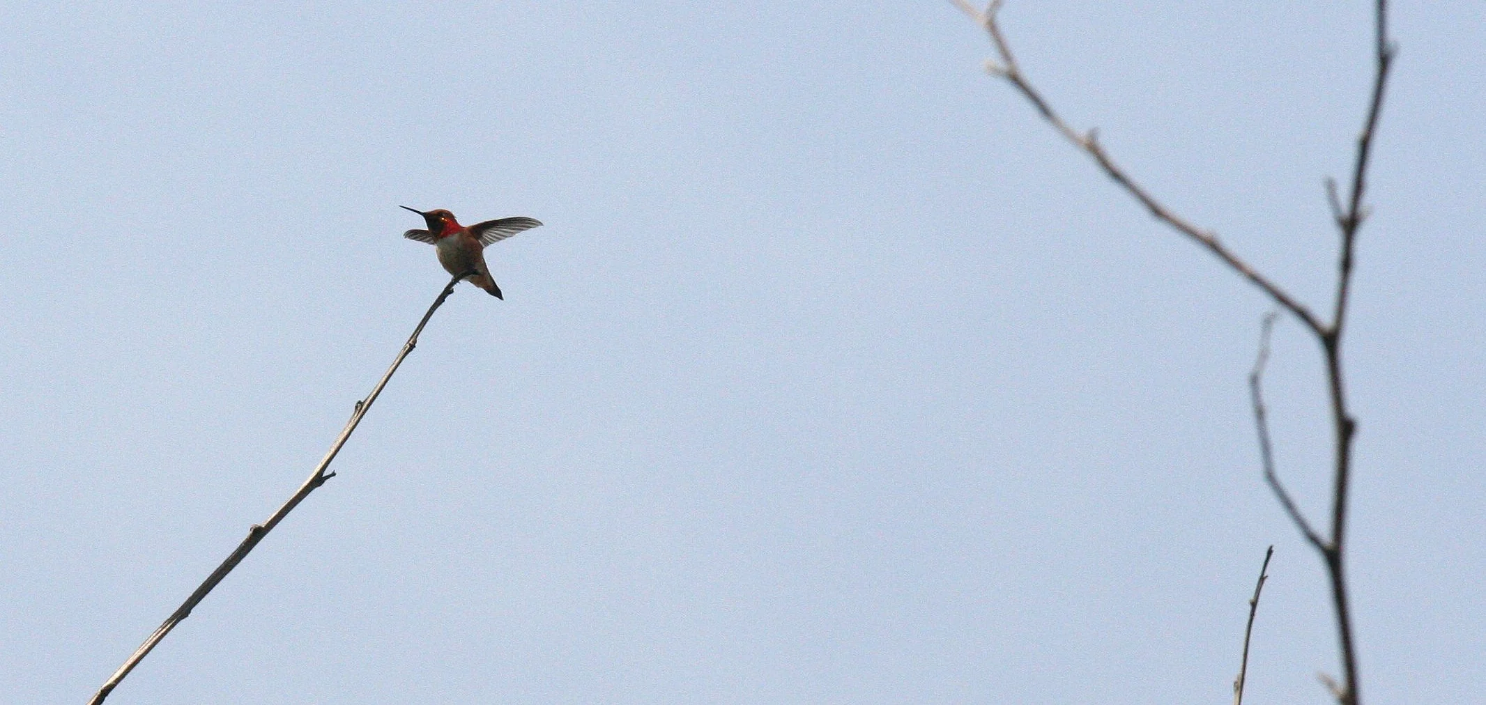 BIRD - HUMMINGBIRD - ELHWA MOUTH - SOM'S.JPG