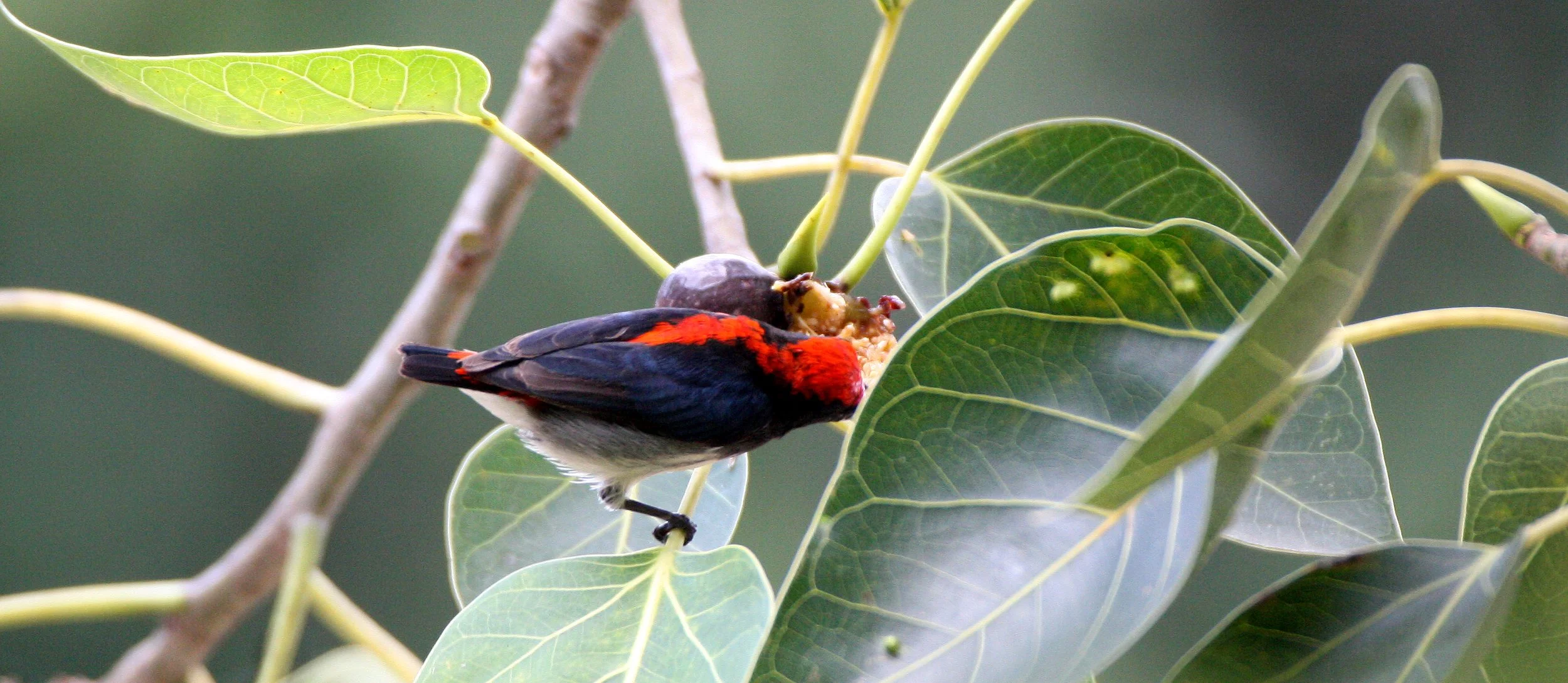 FLOWERPECKER - SCARLET-BACKED FLOWERPECKER - Dicaeum cruentatum - KOH LANTA THAILAND (13).JPG