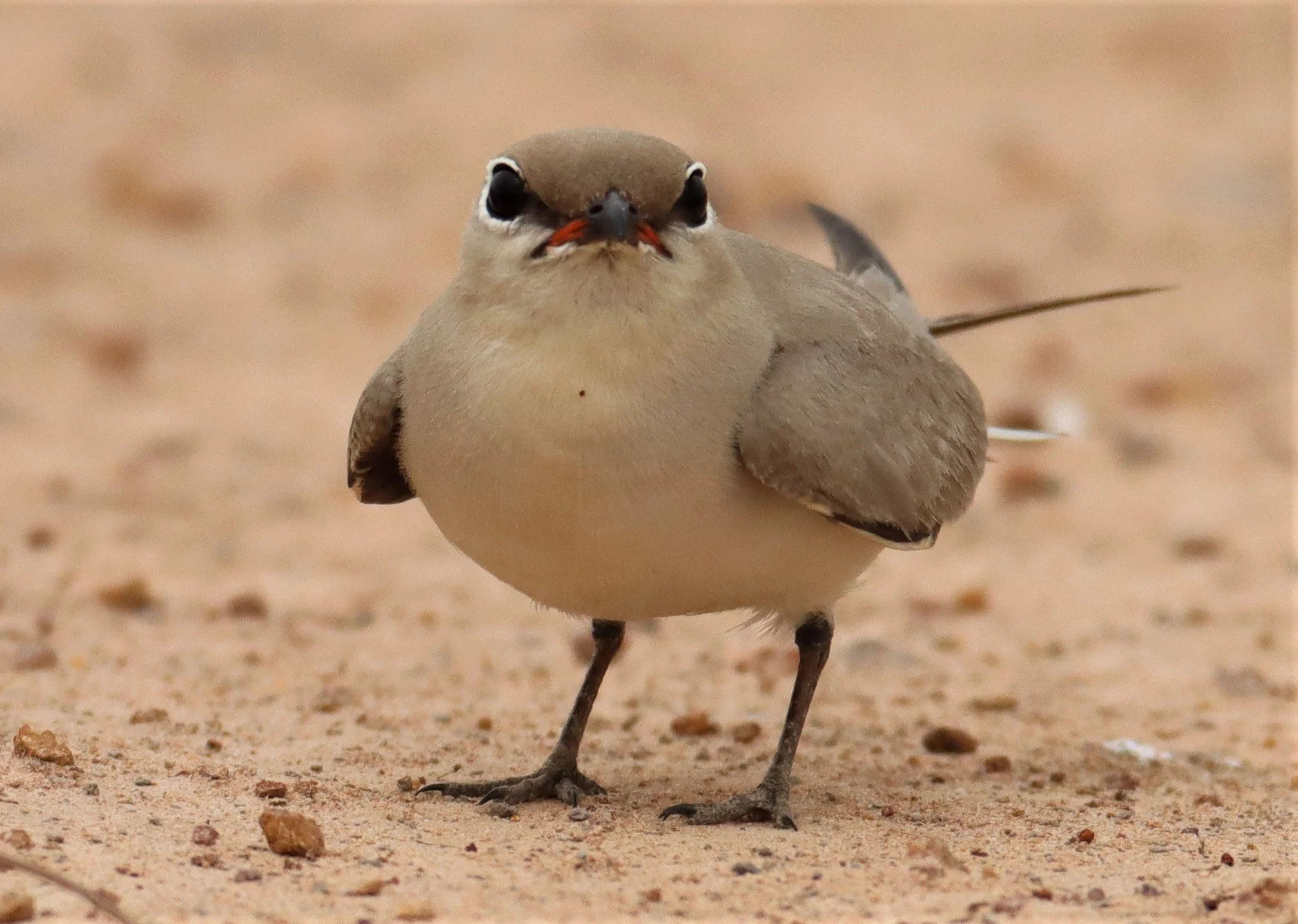 PRATINCOLE - SMALL PRATINCOLE - Glareola lactea - KABIN BURI WETLANDS 15KM OUT ON 304 (20).jpg