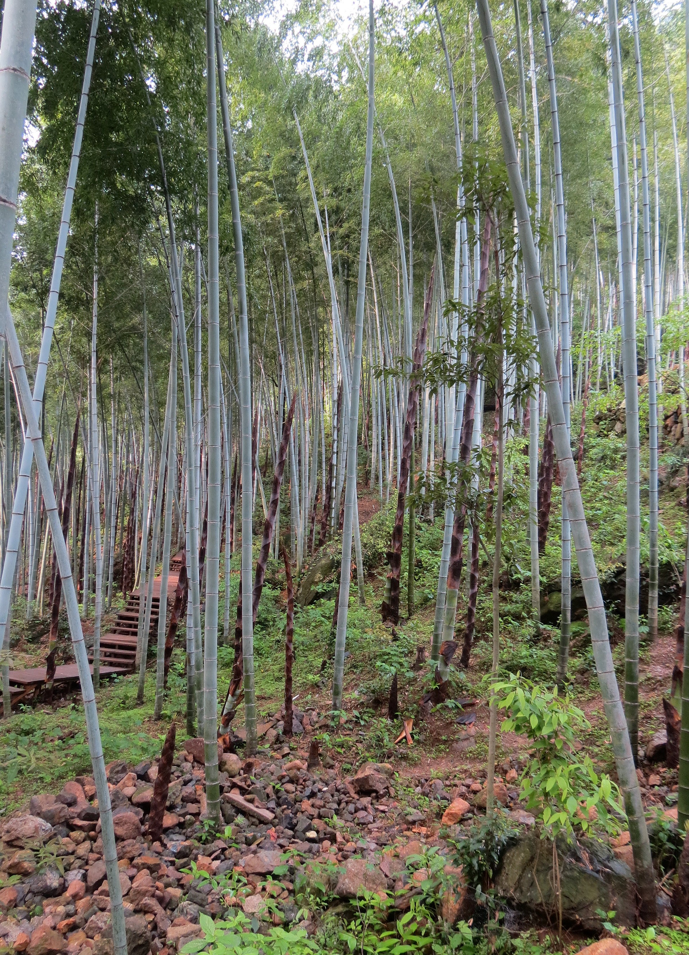 GUNIUJIANG NATURE RESERVE - ANHUI PROVINCE CHINA (79).JPG