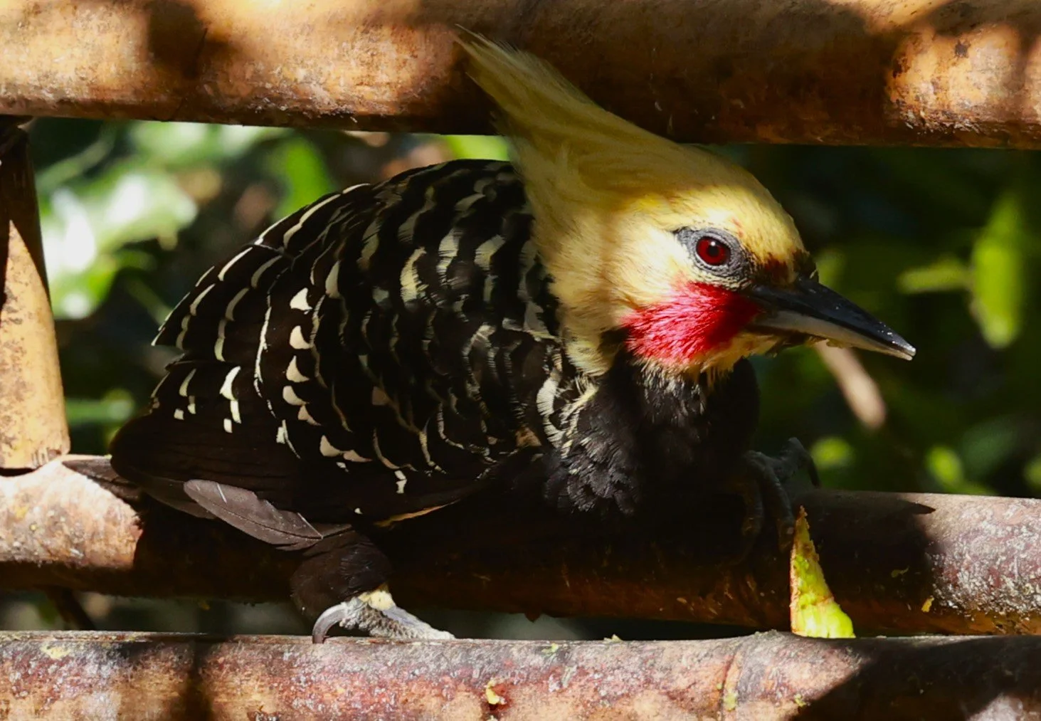Woodpecker - Blonde-crested Woodpecker - Celeus flavescens - Alfonso Claudio, Espirito Santo, Brazil  (12).JPG