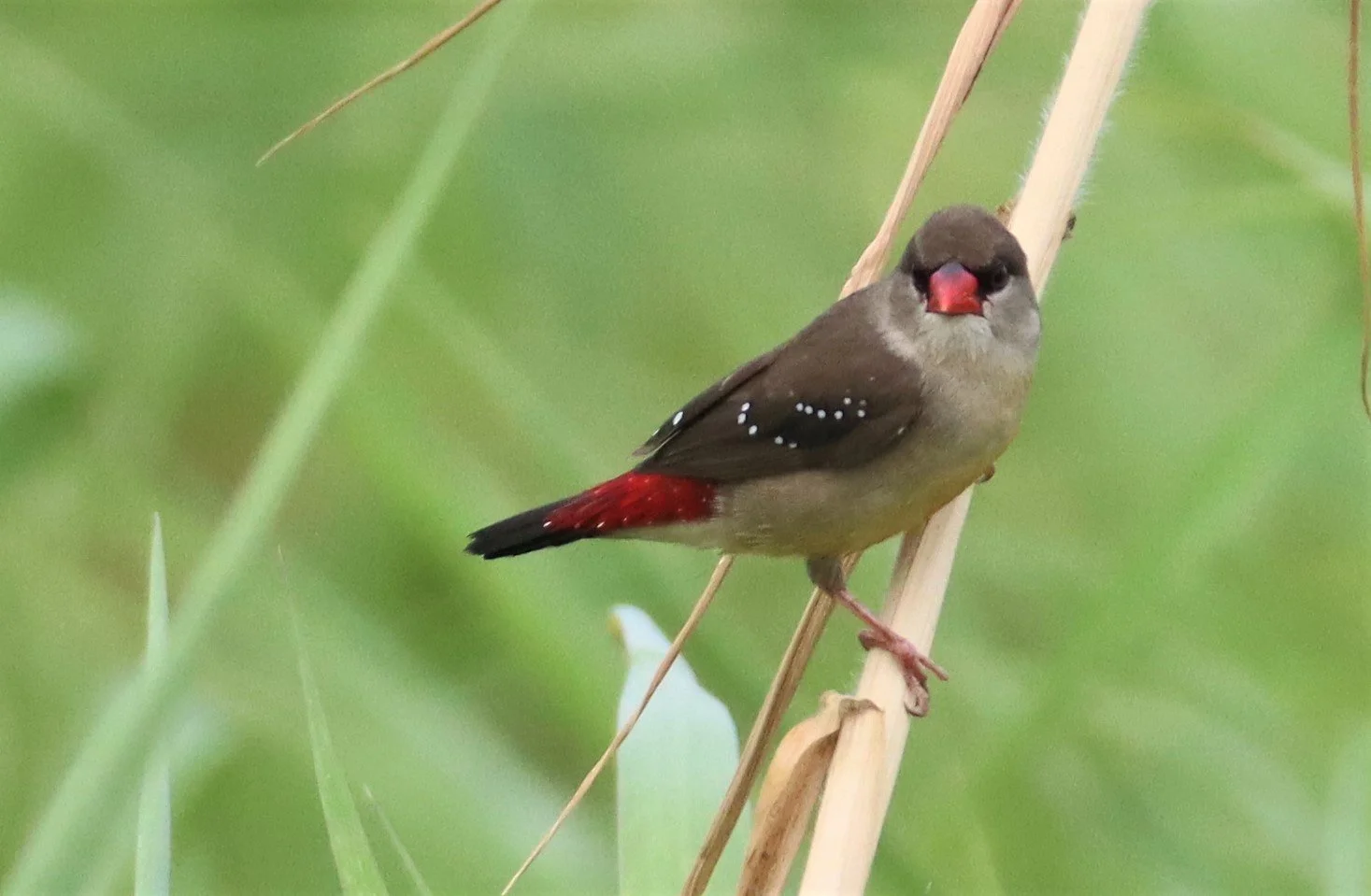 RED AVADAVAT - Amandava amandava - LAT KRABANG WETLANDS THAP YAO (74).jpg