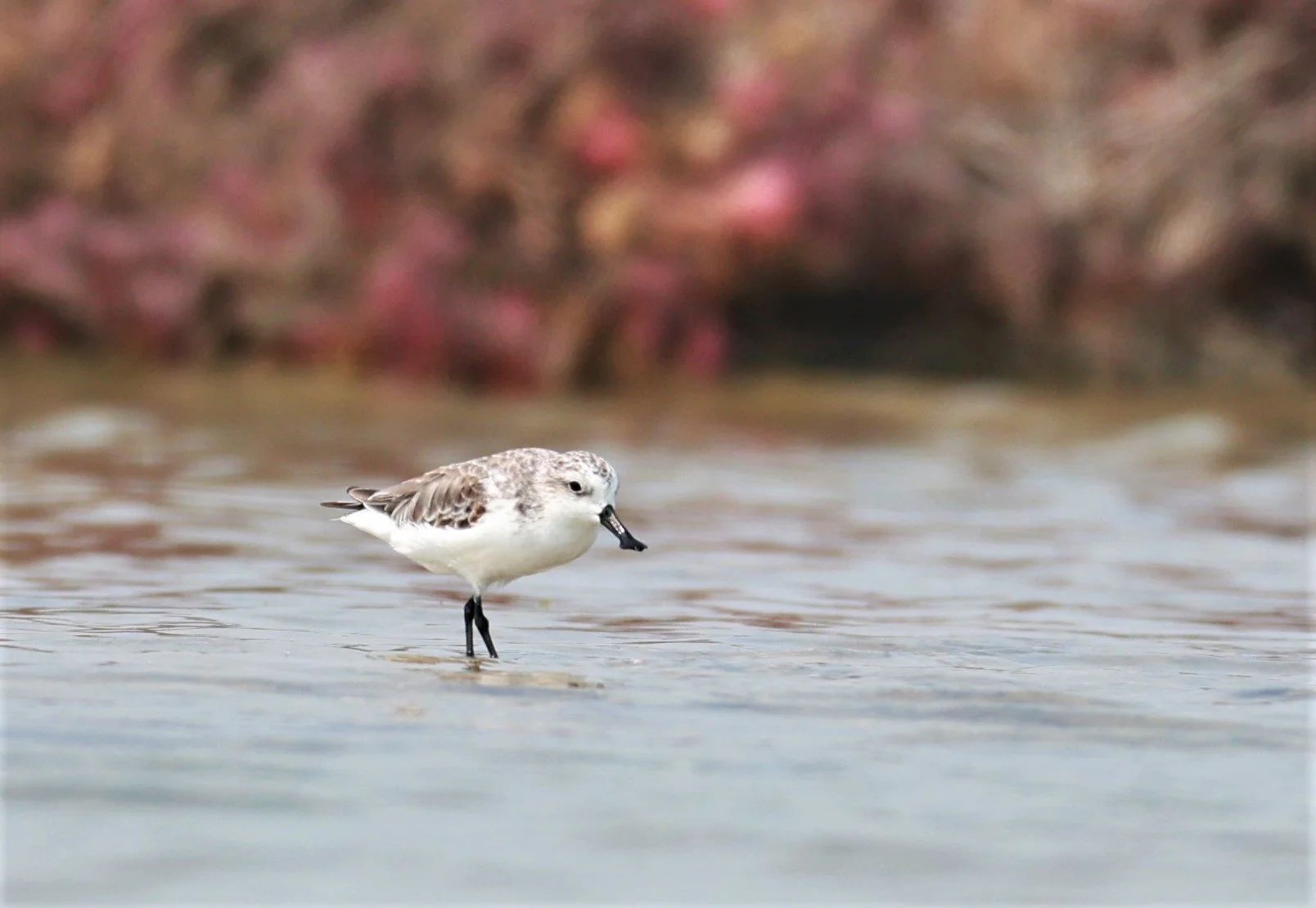 SANDPIPER - SPOON-BILLED SANDPIPER - Calidris pygmeus - Khok Kham Salt Ponds, Samut Sakhon (38).jpg