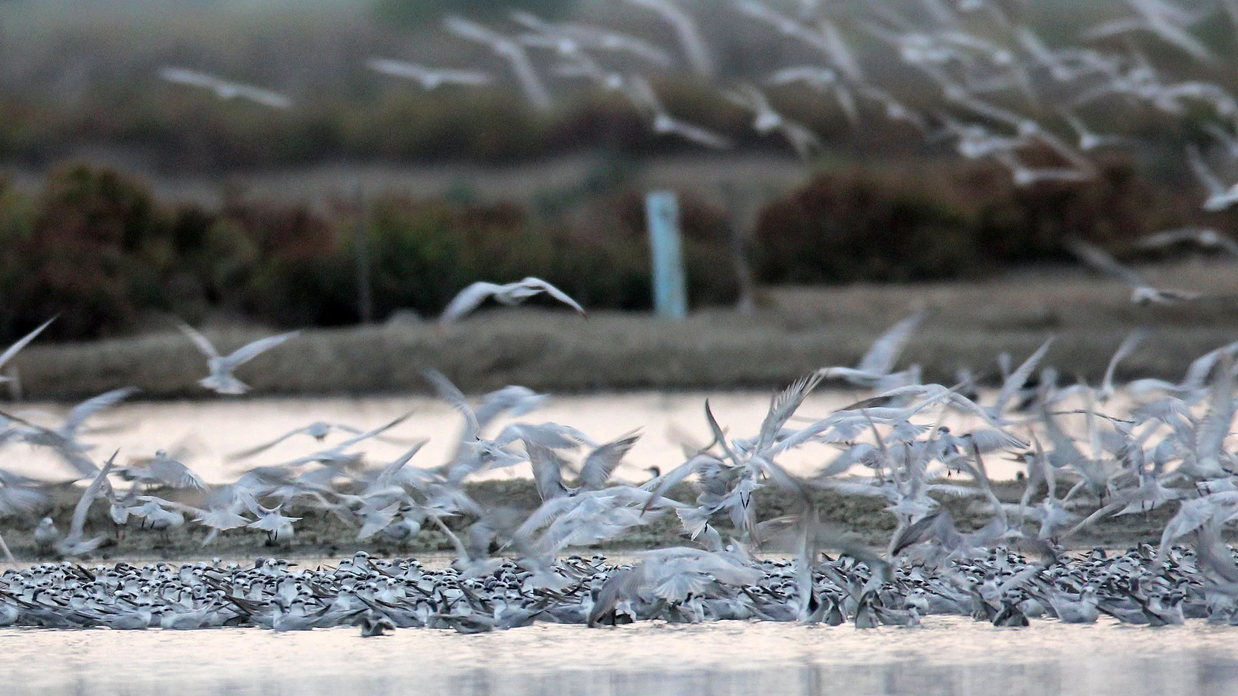 TERN - LITTLE TERN - Sterna albifrons - MIXED FLOCK - KOK KHAM MACHACHAI SALT PONDS - NEAR BANGKOK THAILAND (125).JPG