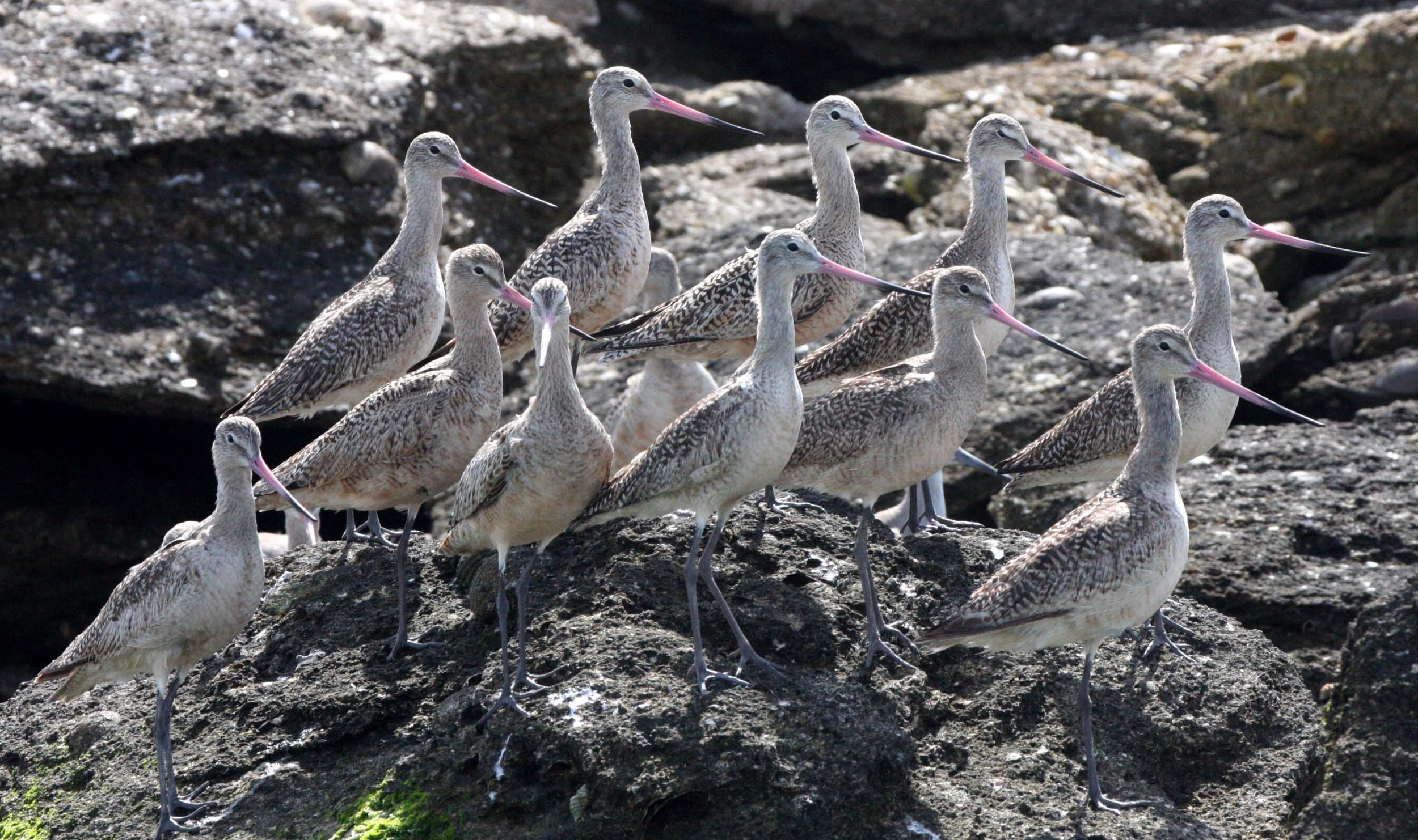 BIRD - GODWIT - MARBLED GODWIT WITH WILLETS NEAR CAMPO CORTEZ - SAN IGNACIO LAGOON BAJA MEXICO (9).JPG
