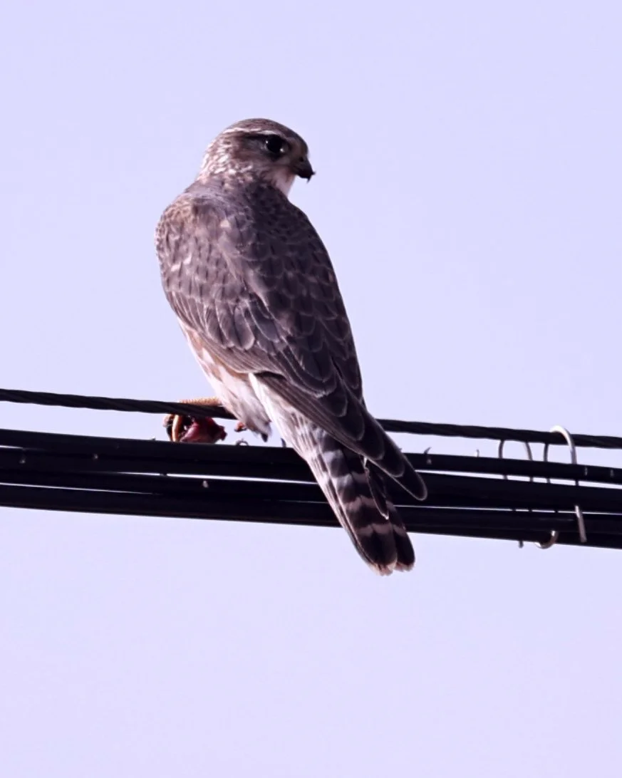 Merlin (Falco columbarius) Ruoergai County, Tibetan Plateau, Sichuan ...