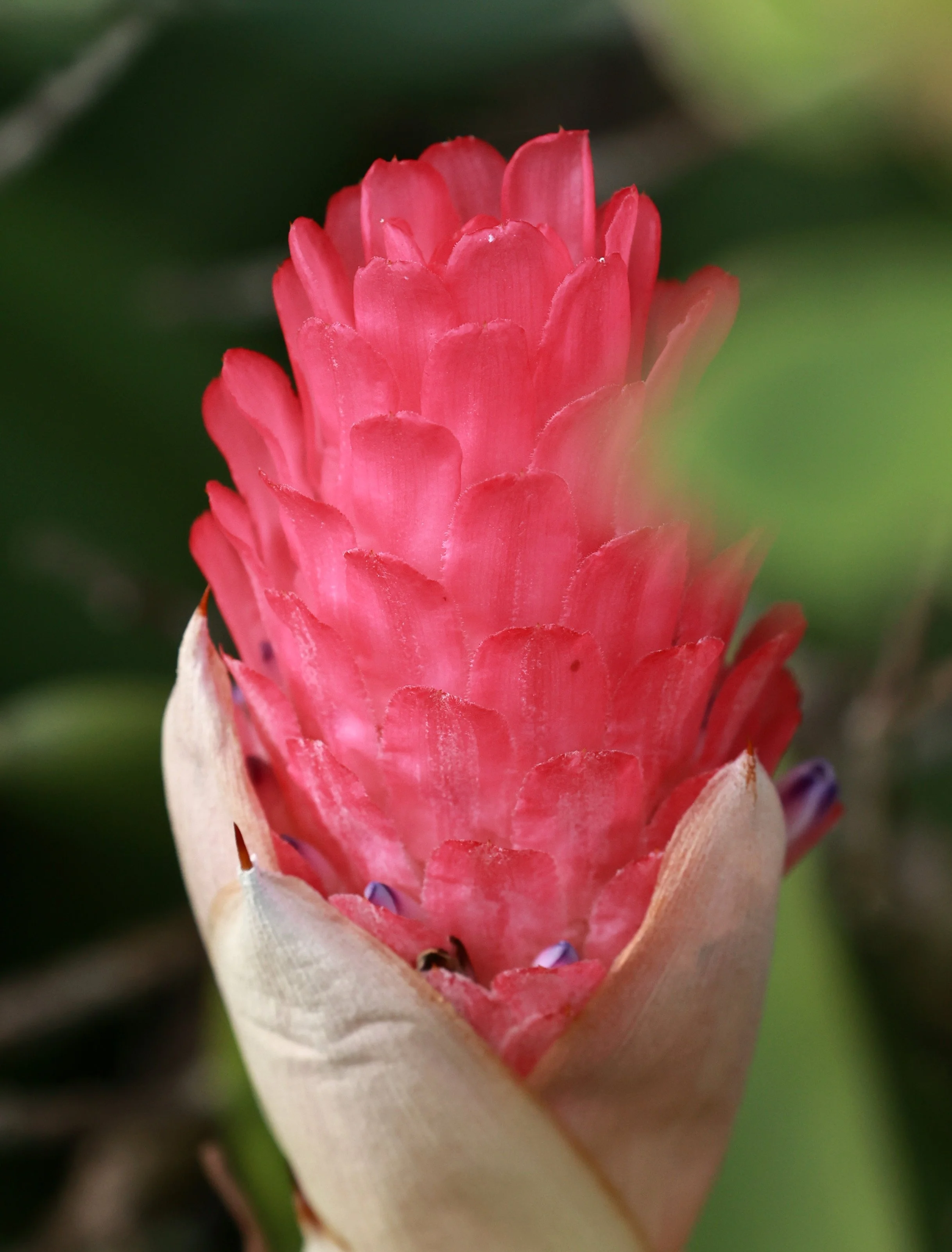 Quesnelia quesneliana Bromeliad - Superagüi National Park